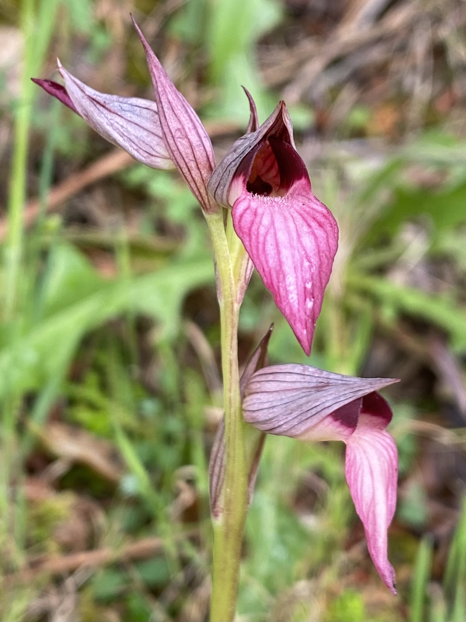 Photo of Tongue Orchid (6/12)