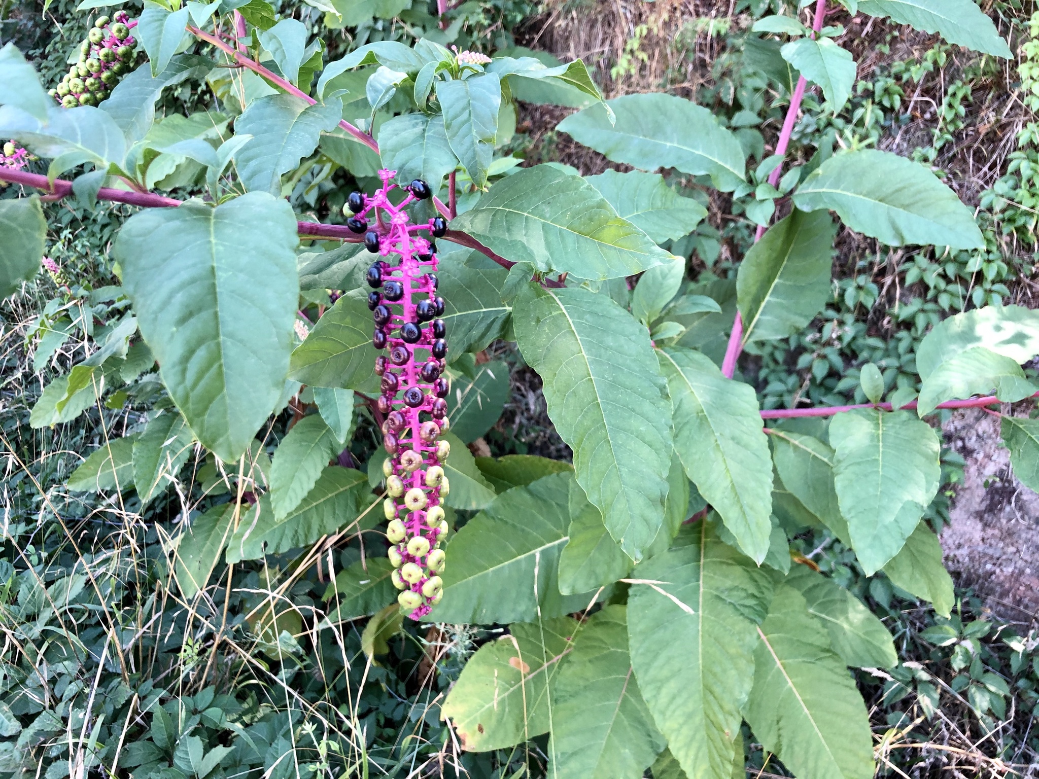 Photo of American pokeweed (9/12)