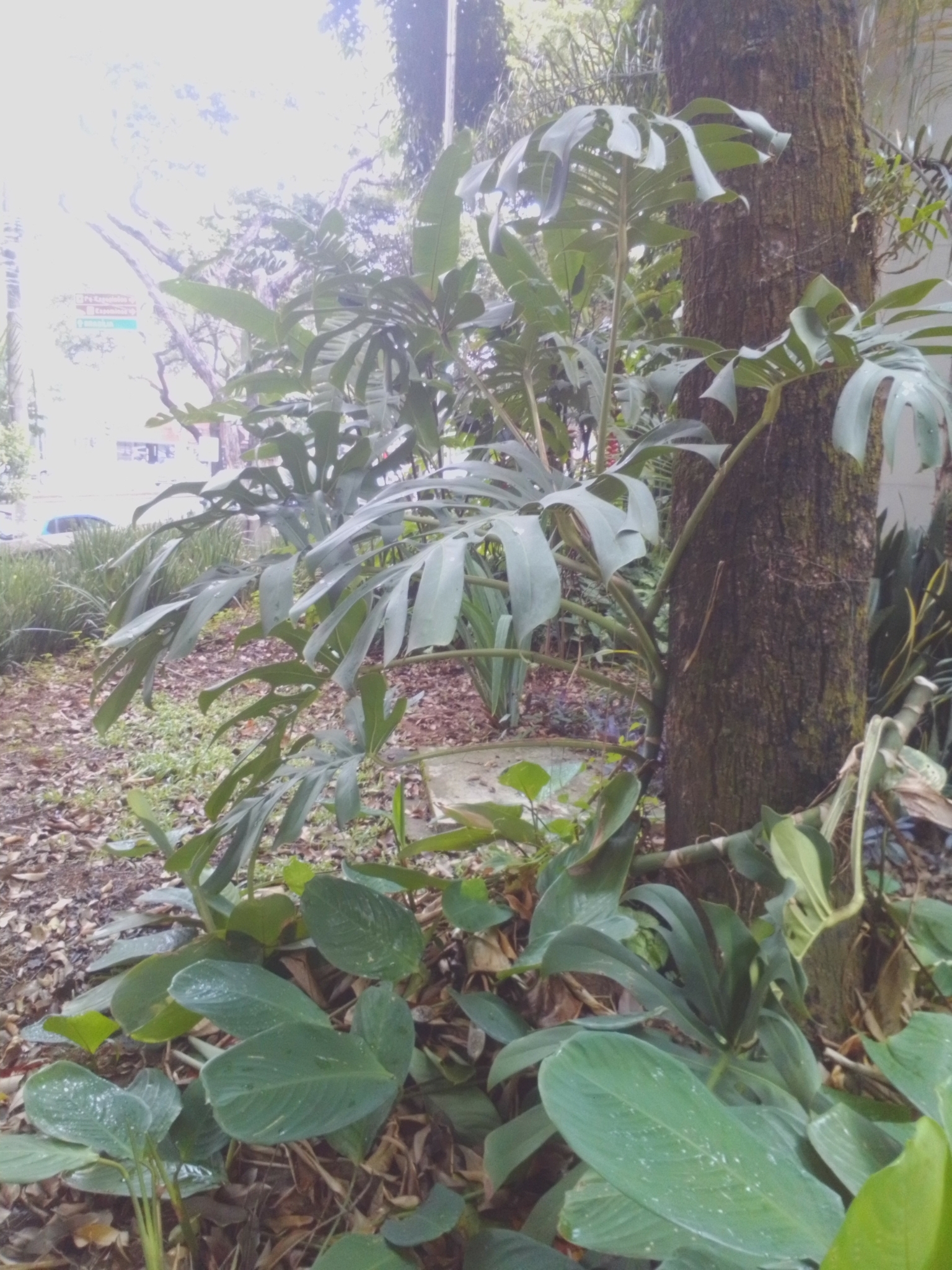 Photo of Swiss Cheese Plant (2/12)