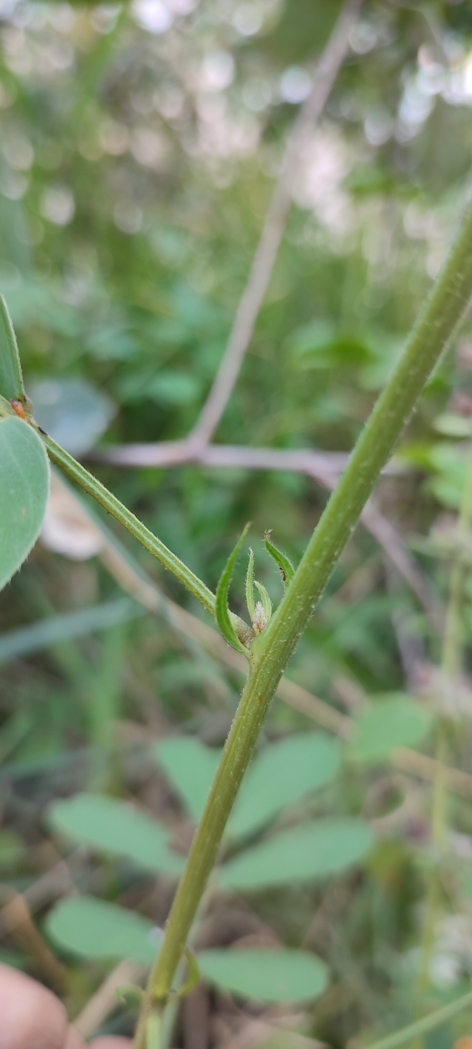 Photo of American Sicklepod (10/12)