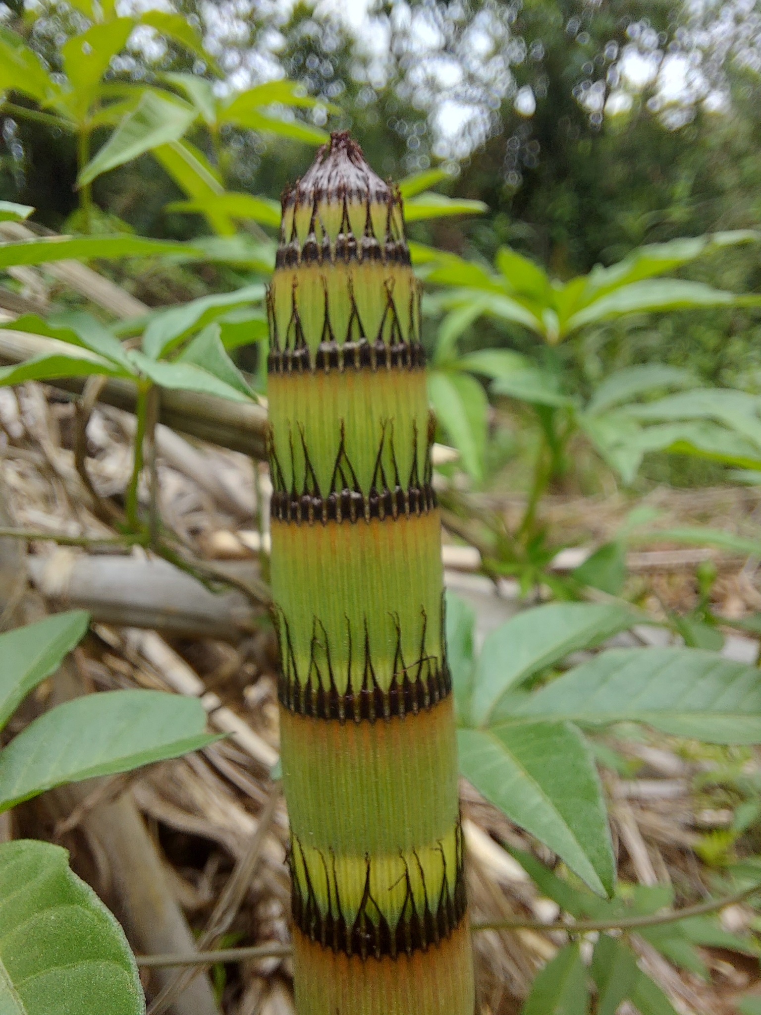 Photo of Equisetum (3/6)