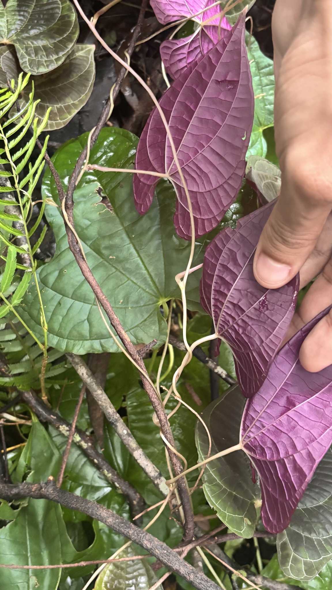 Photo of variegated monkey ball vine (5/8)