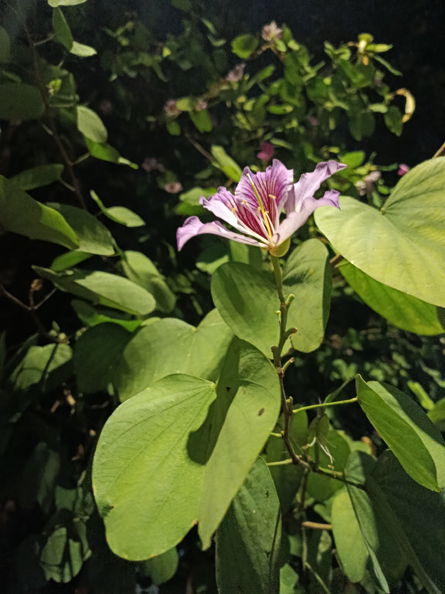 Photo of Orchid tree (2/8)