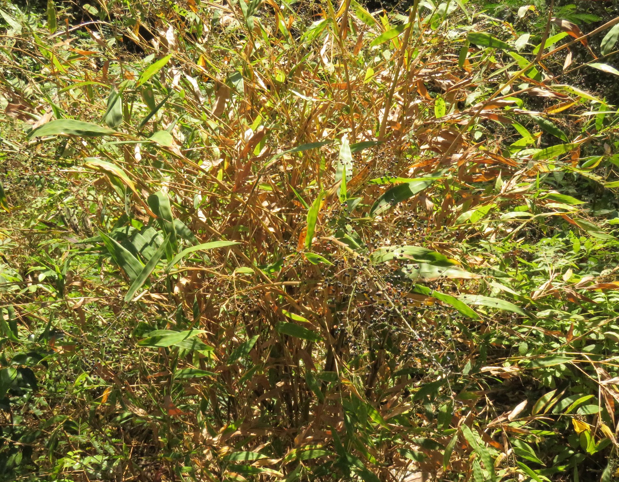 Photo of Tracheophyta (3/5)