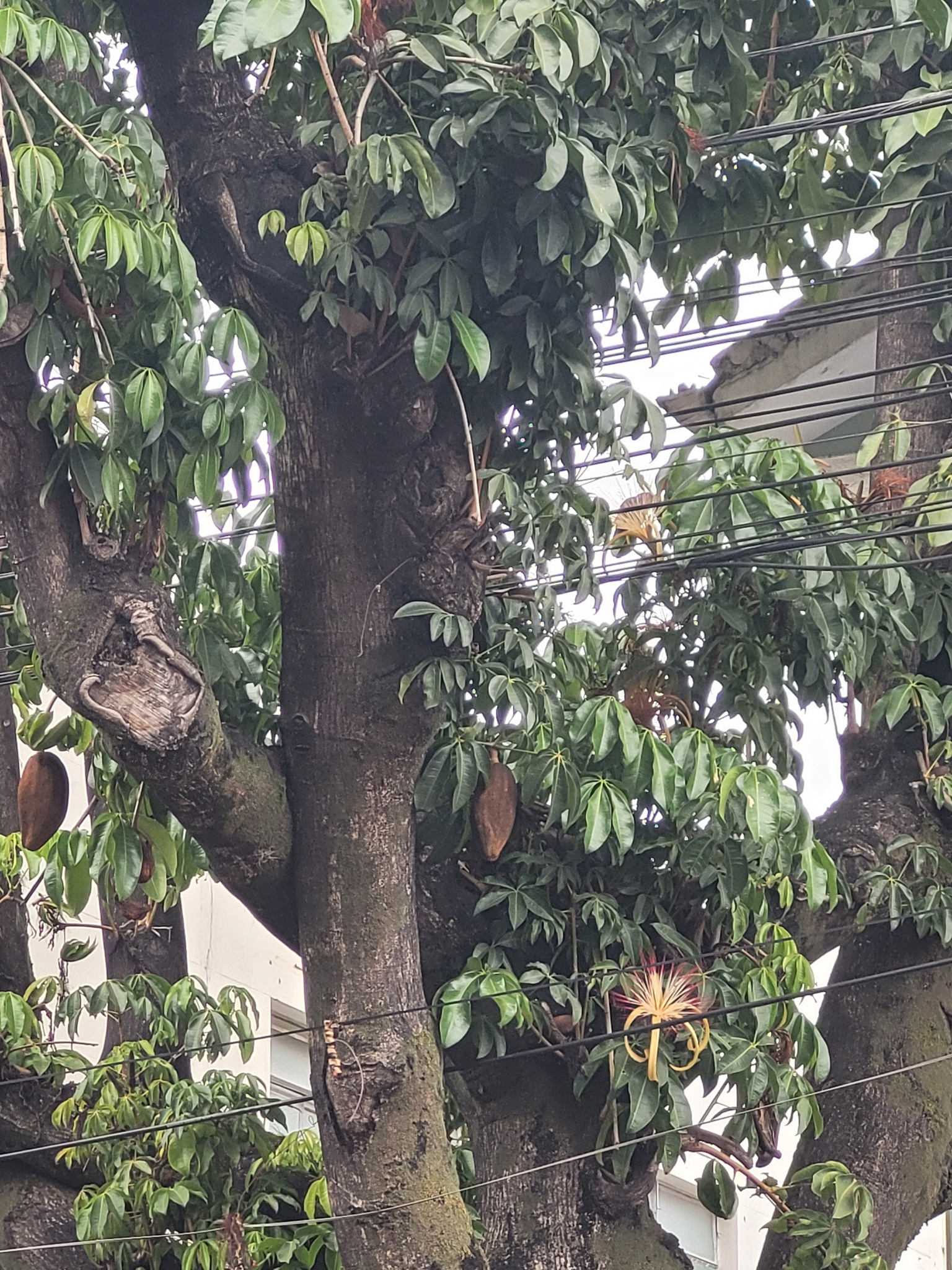 Photo of provision tree (1/12)