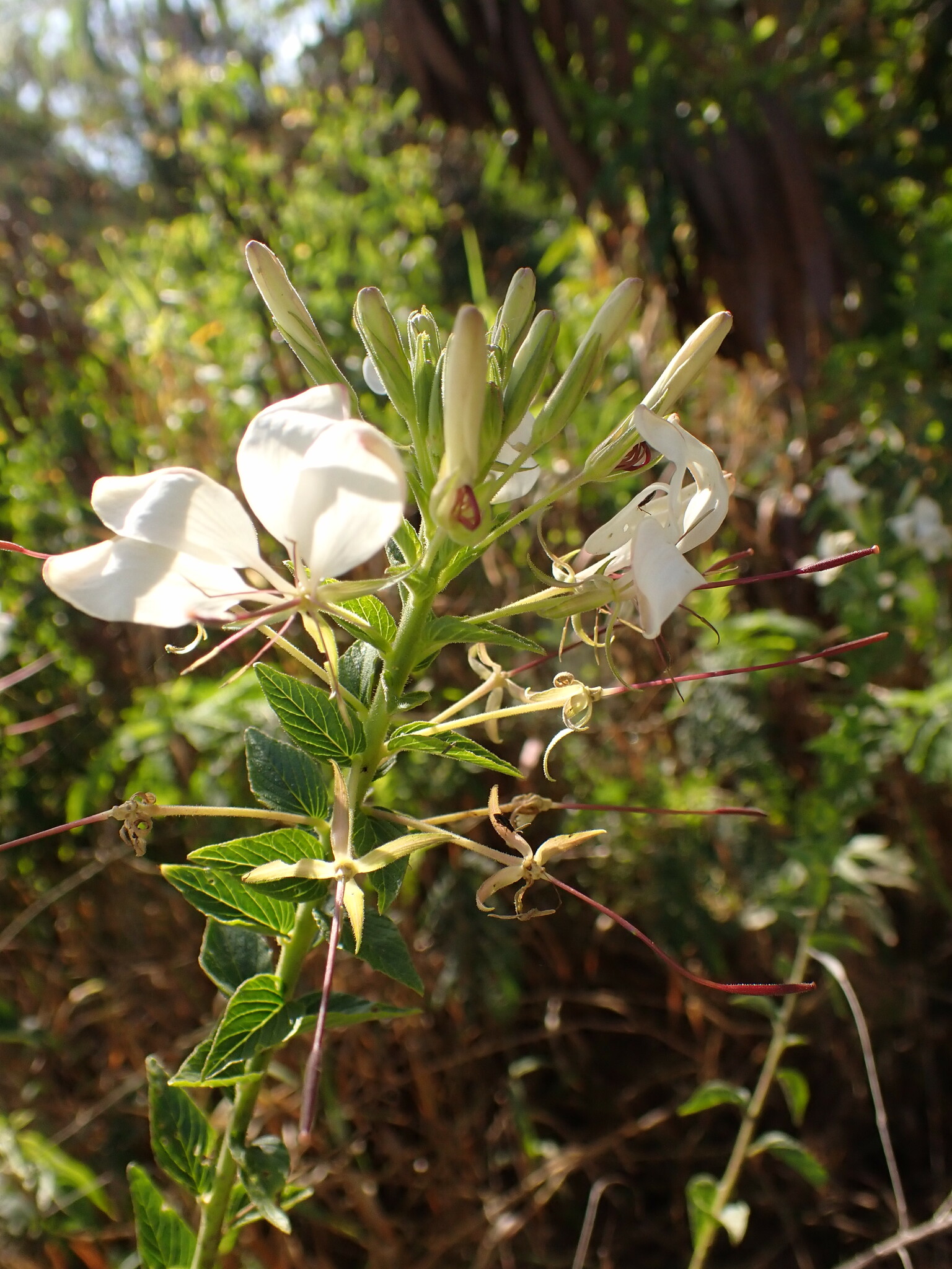Photo of Spider flower (8/8)