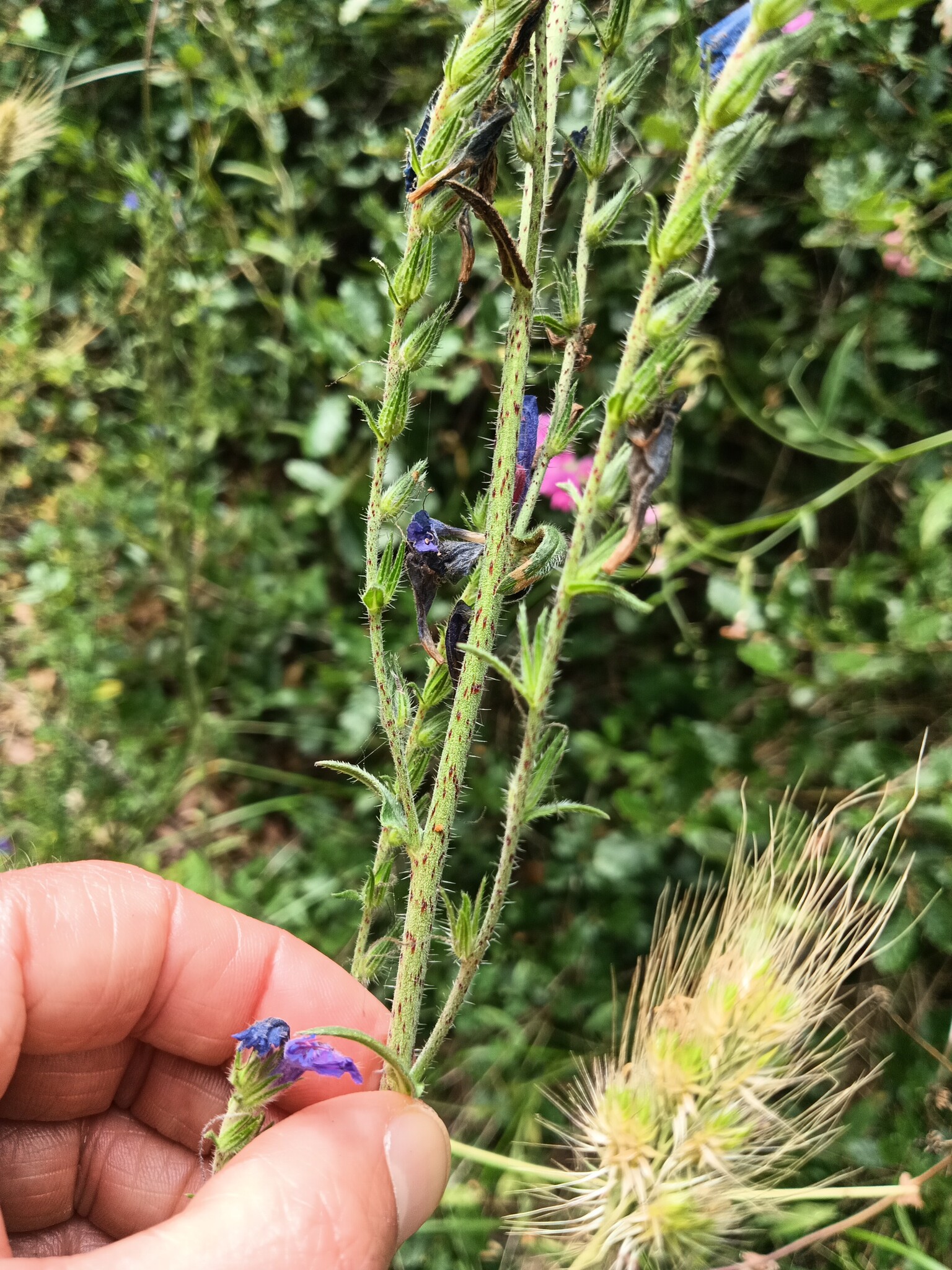 Photo of Echium tuberculatum (2/12)