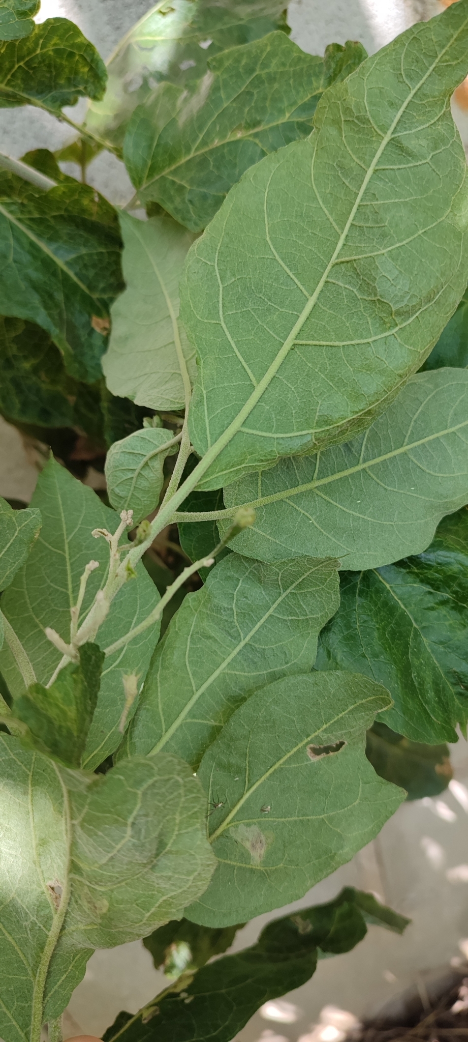 Photo of Solanum paniculatum (4/13)