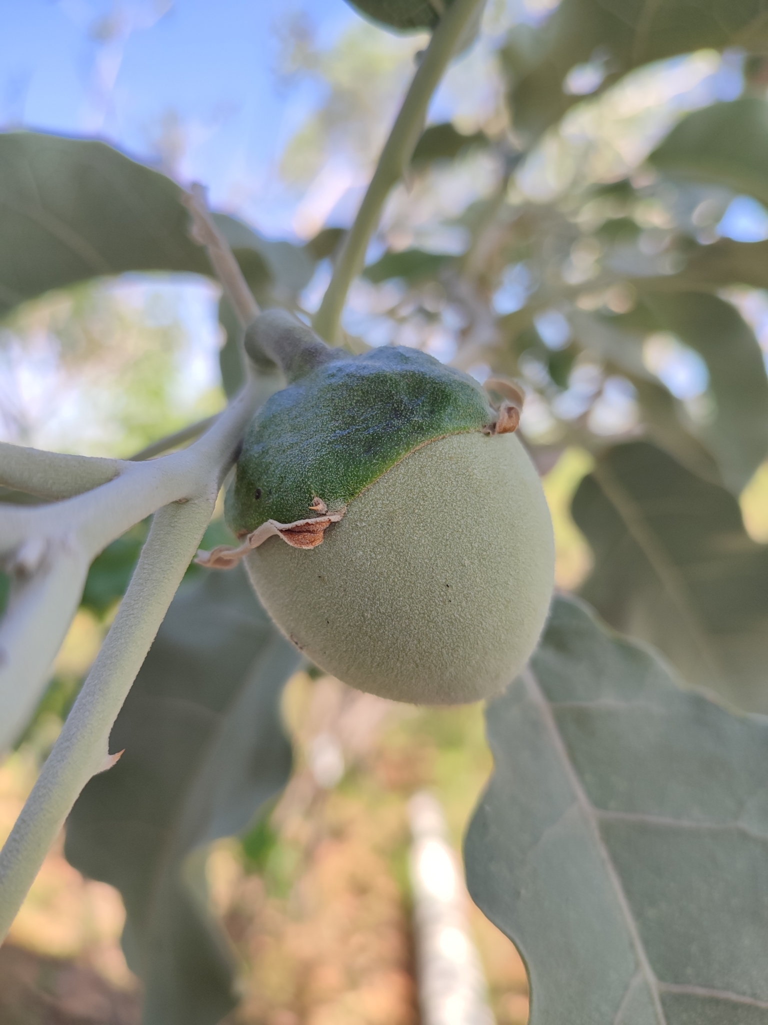 Photo of wolf-apple (2/8)