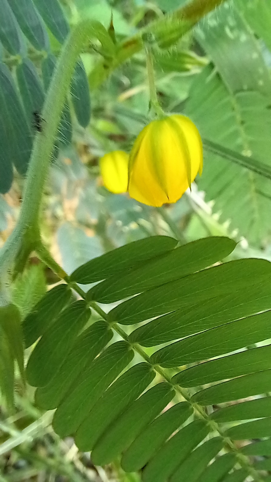 Photo of Magnoliopsida (3/6)