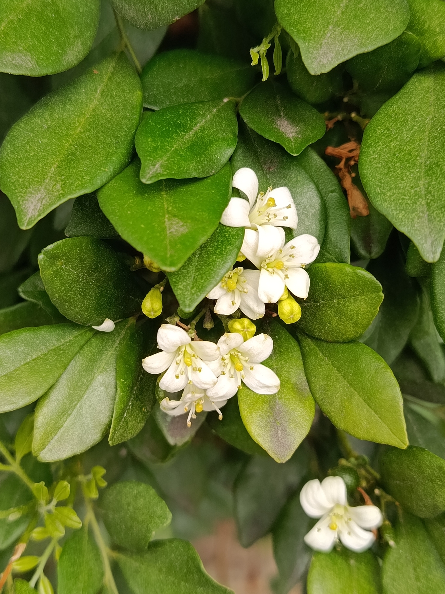 Photo of Murraya (3/8)