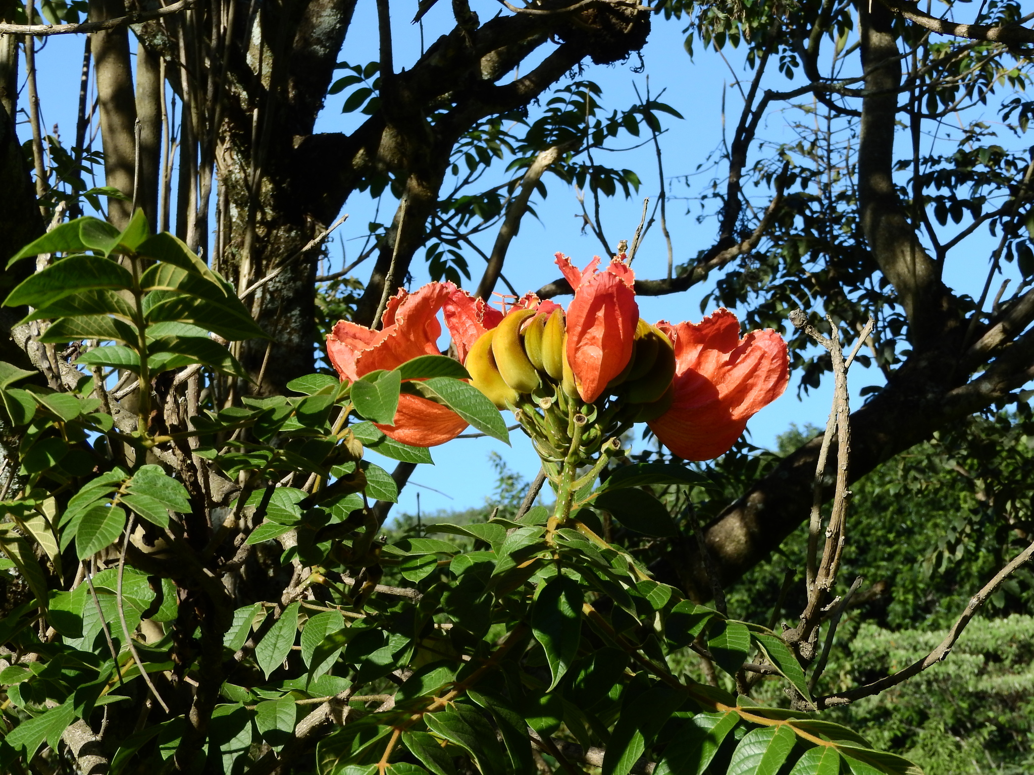 Photo of African tulip tree (2/7)