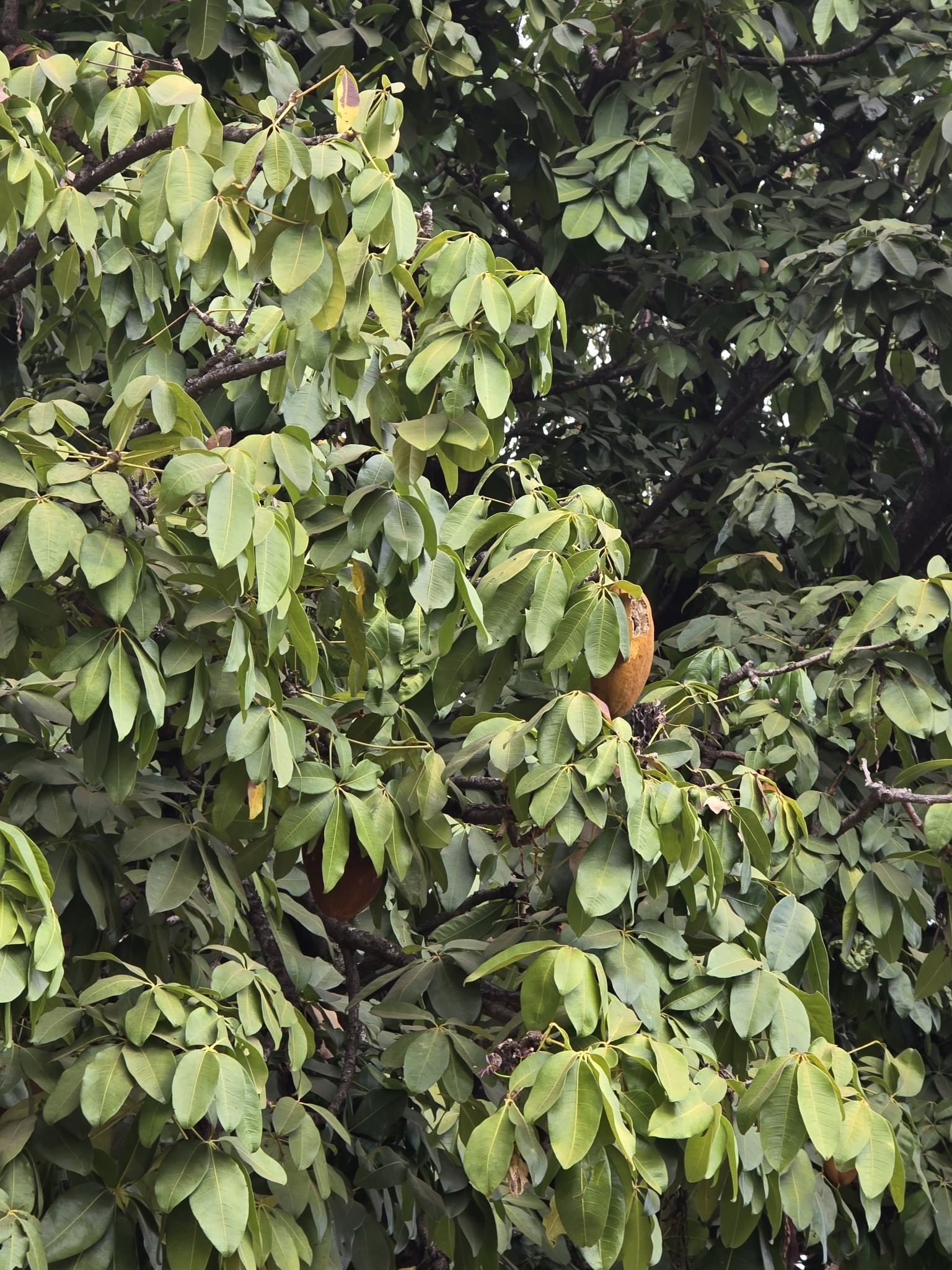 Photo of provision tree (5/12)