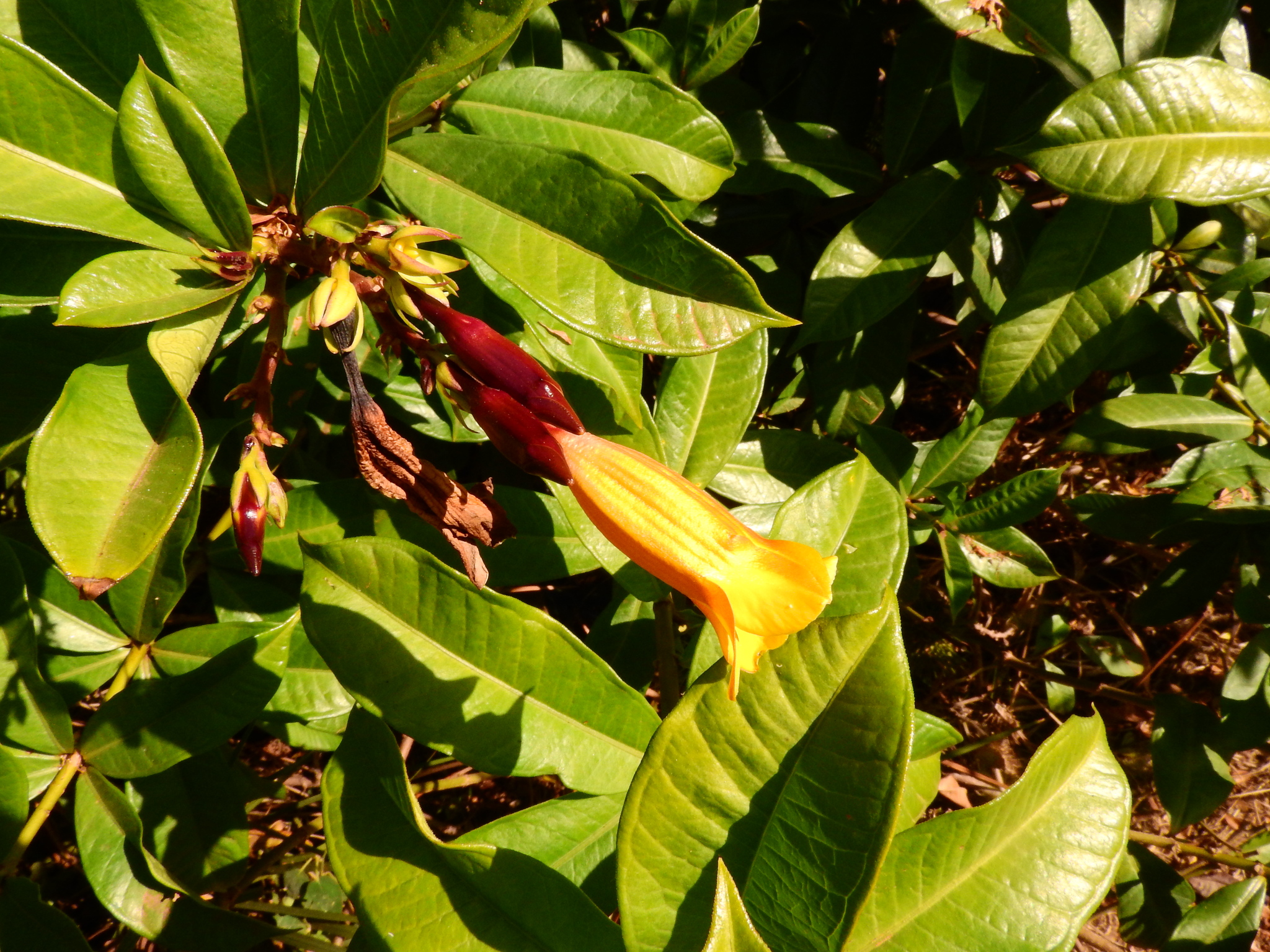 Photo of Allamanda