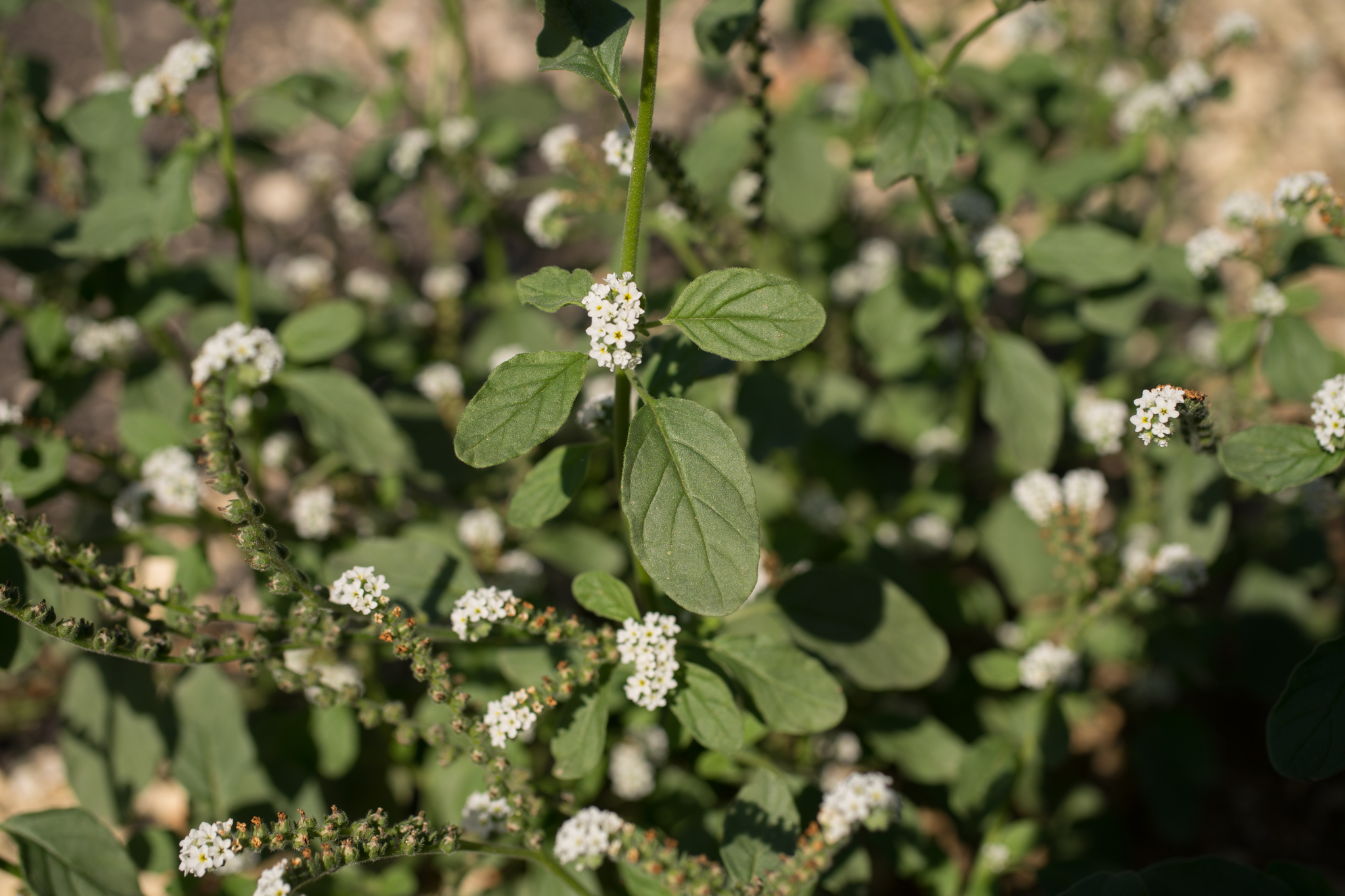 Photo of European heliotrope (10/12)