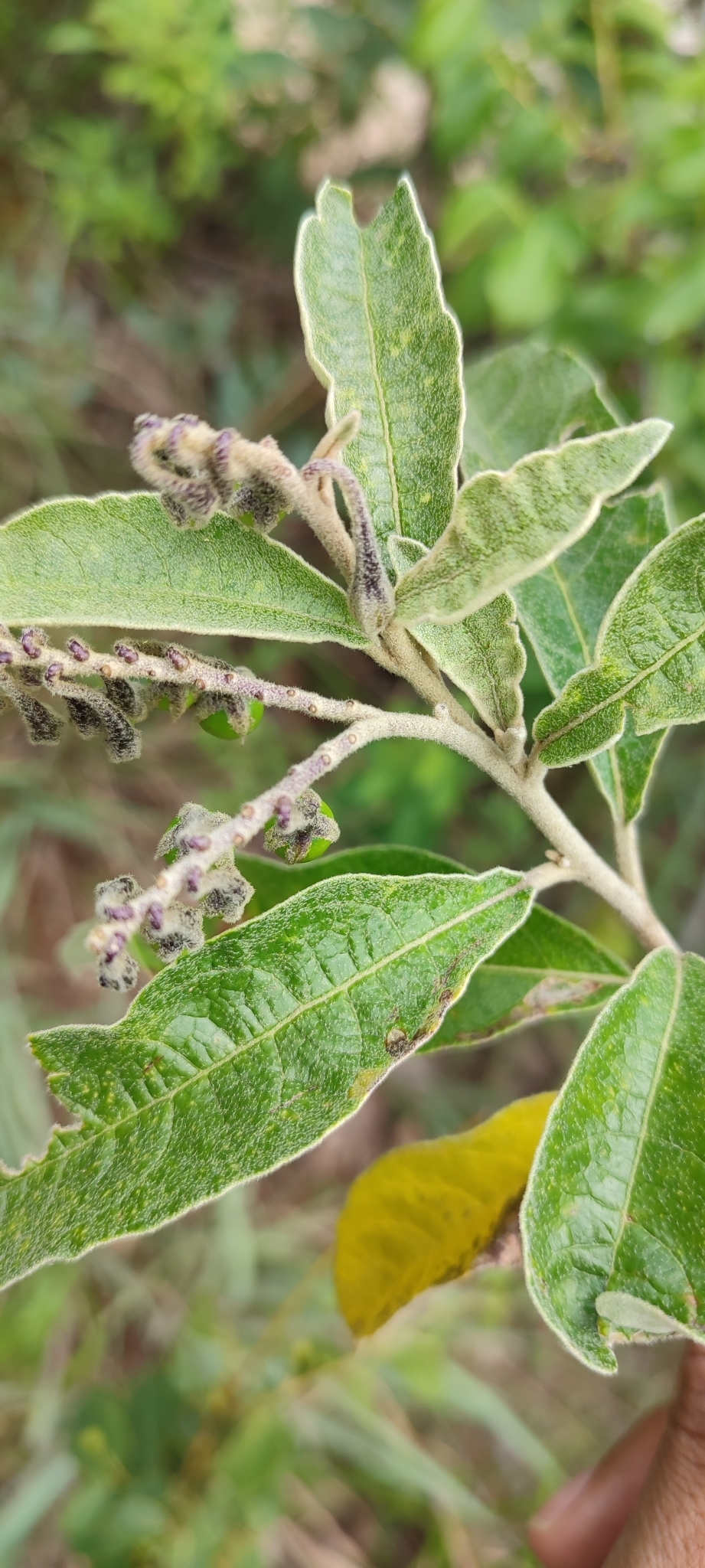 Photo of Solanum paniculatum (10/12)