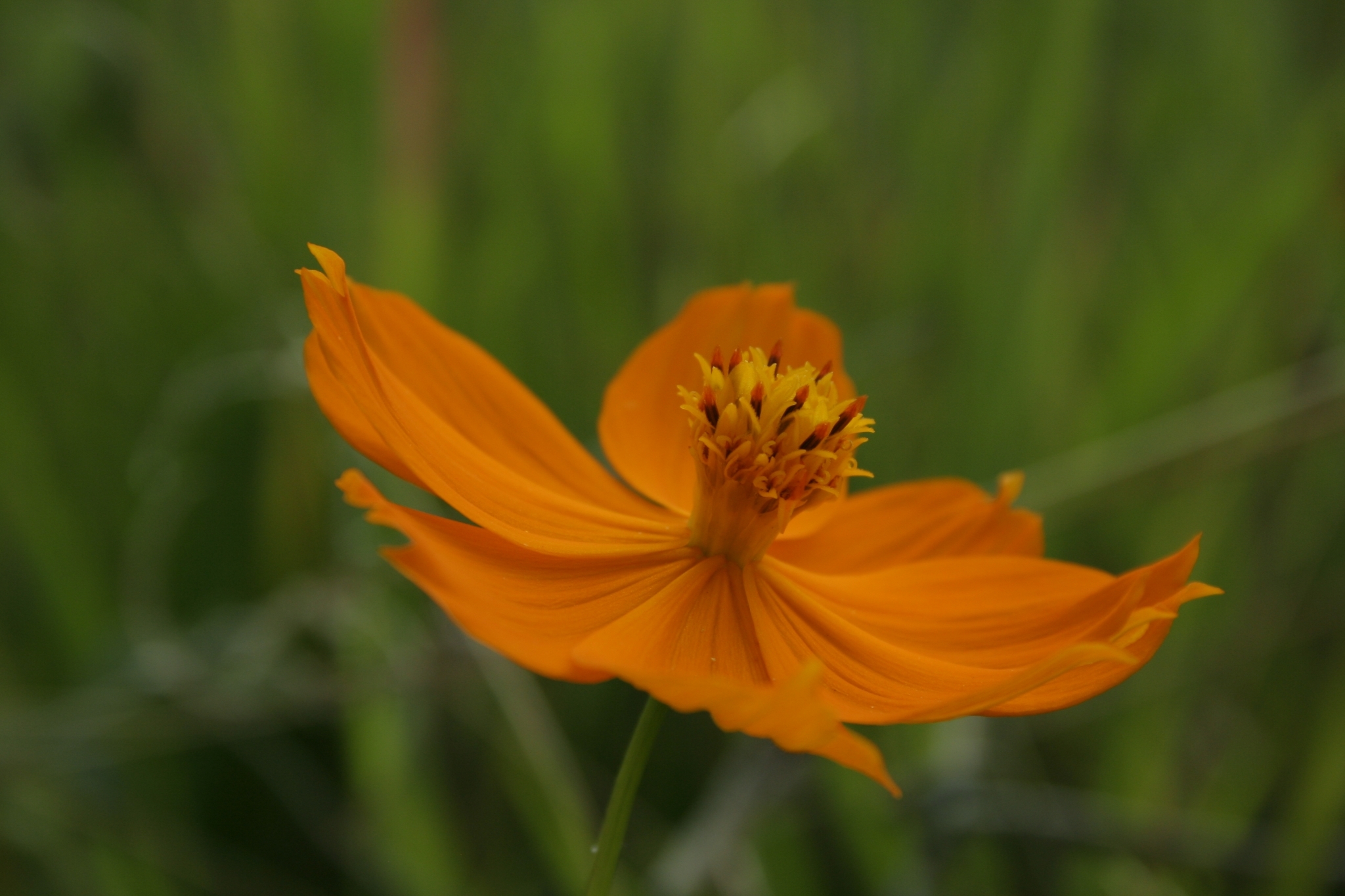Photo of Yellow Cosmos (7/12)