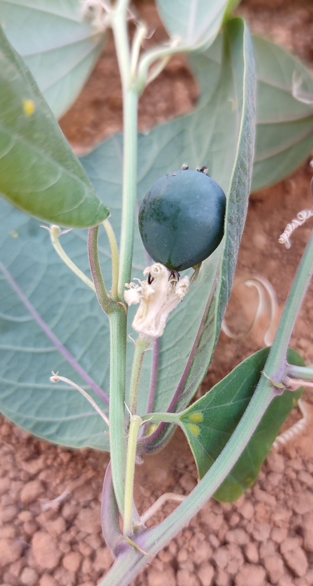 Photo of Passiflora pohlii (10/12)