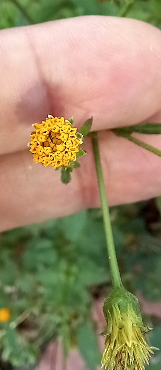 Photo of Hairy Beggarticks (4/6)