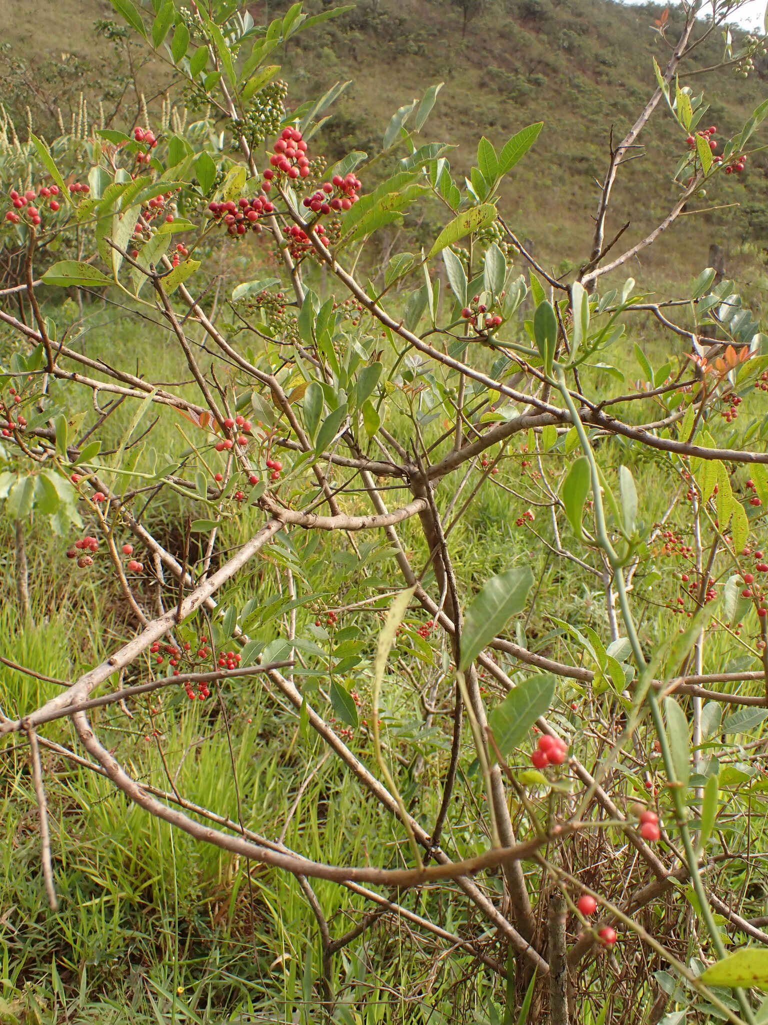 Photo of Brazilian pepper (4/12)