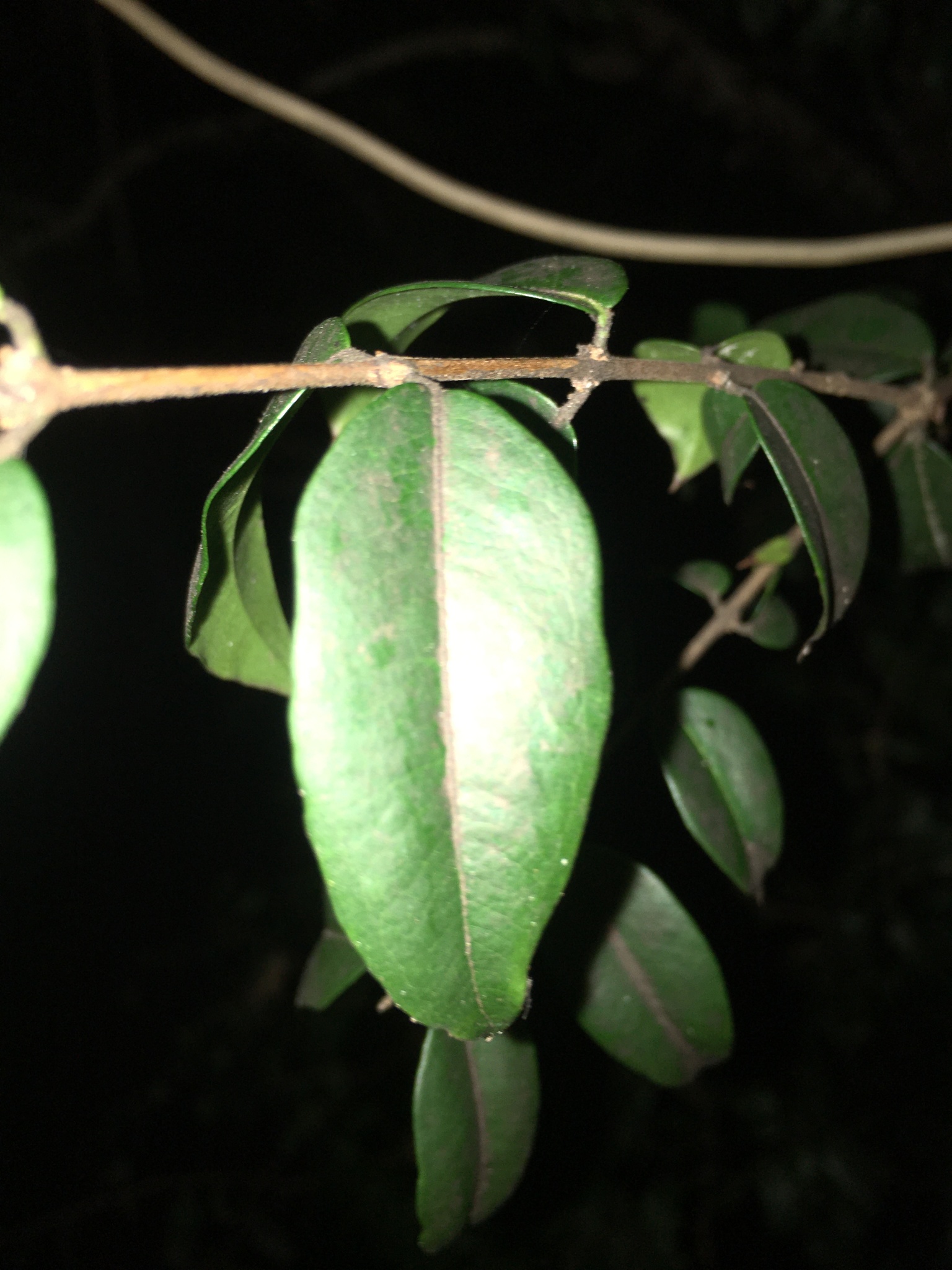 Photo of Jaboticaba (8/10)