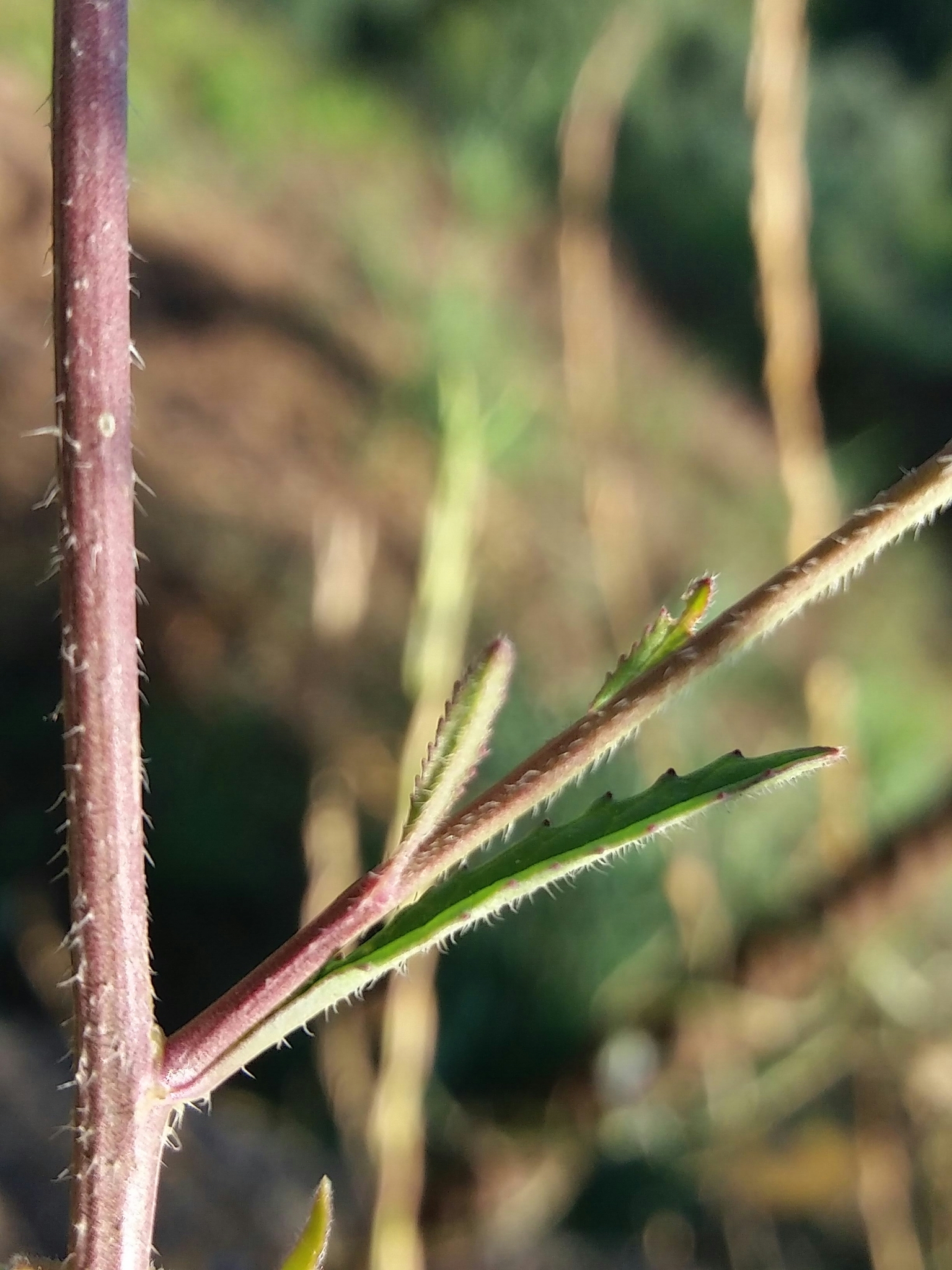 Photo of Shortpod Mustard (10/12)