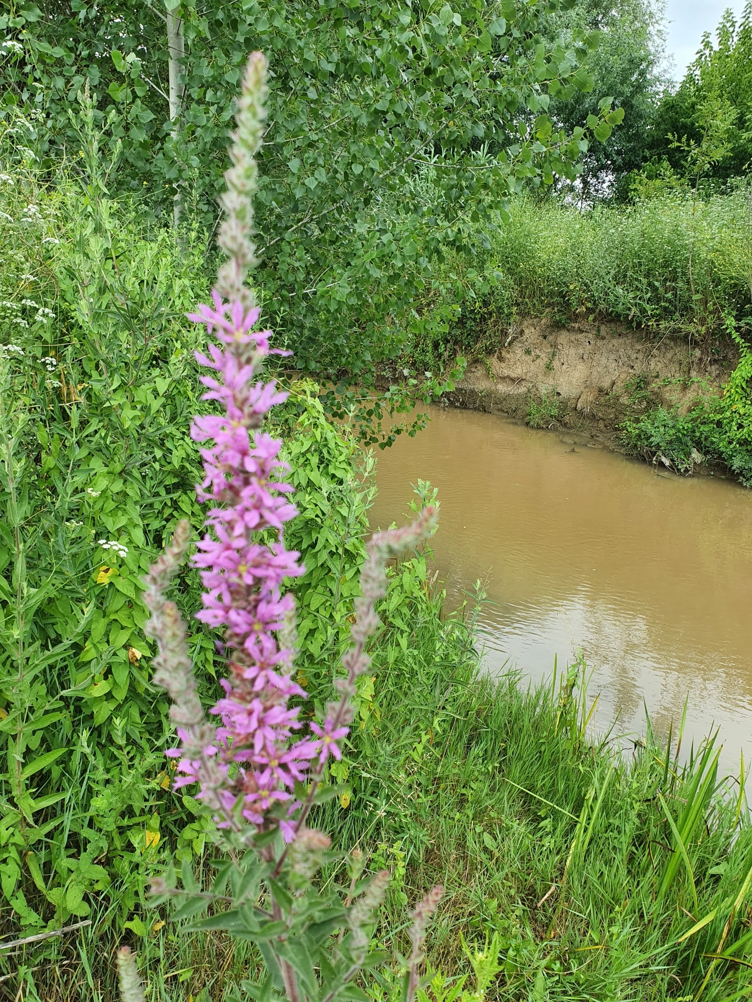 Photo of purple loosestrife (4/12)