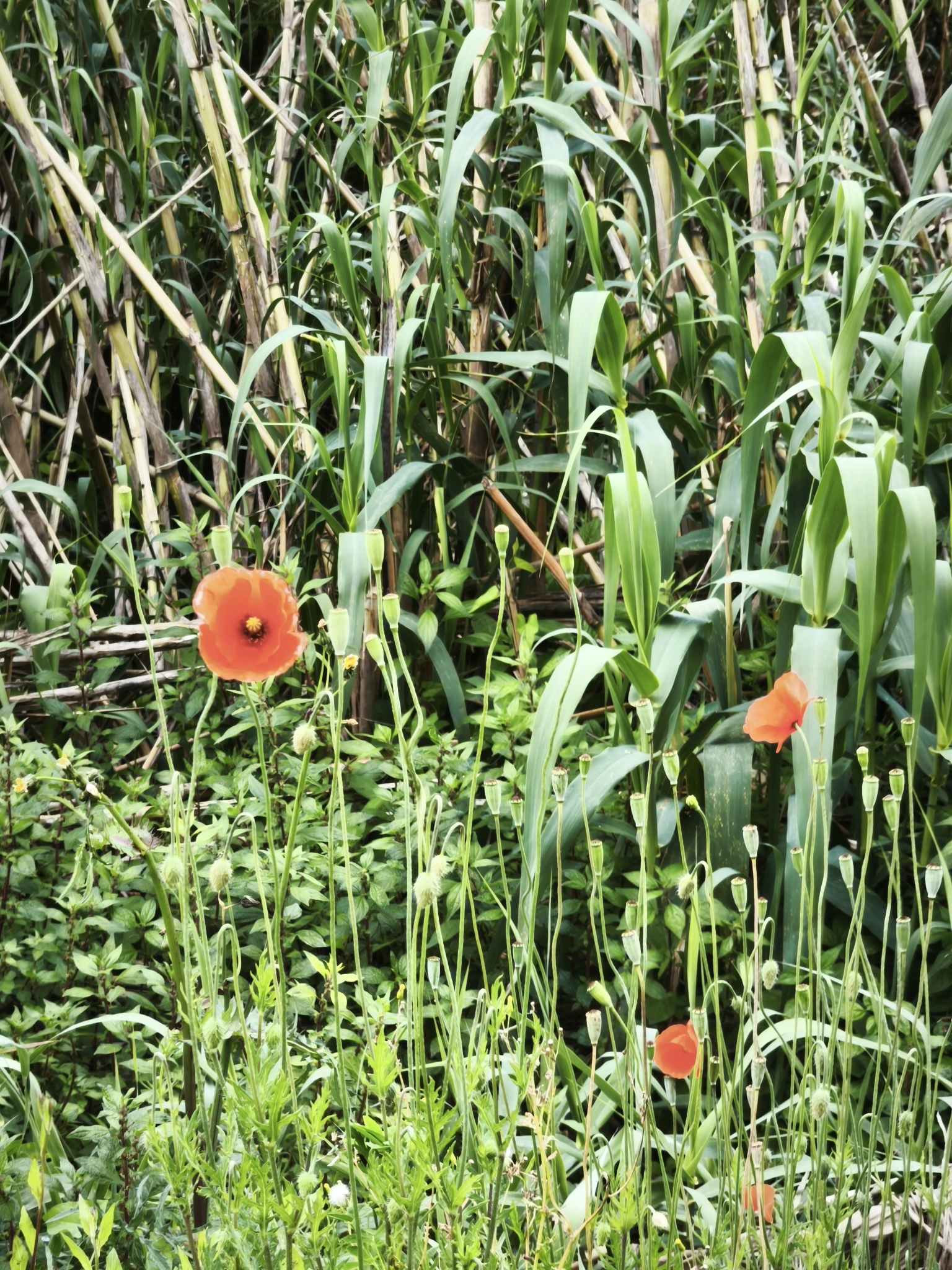 Photo of Long-headed poppy (5/12)