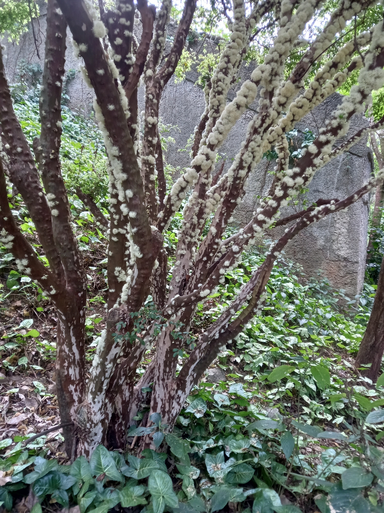 Photo of Jaboticaba (4/10)