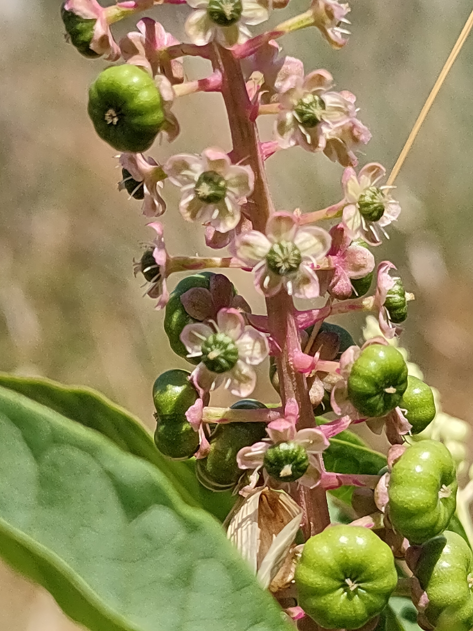 Photo of American pokeweed (5/12)