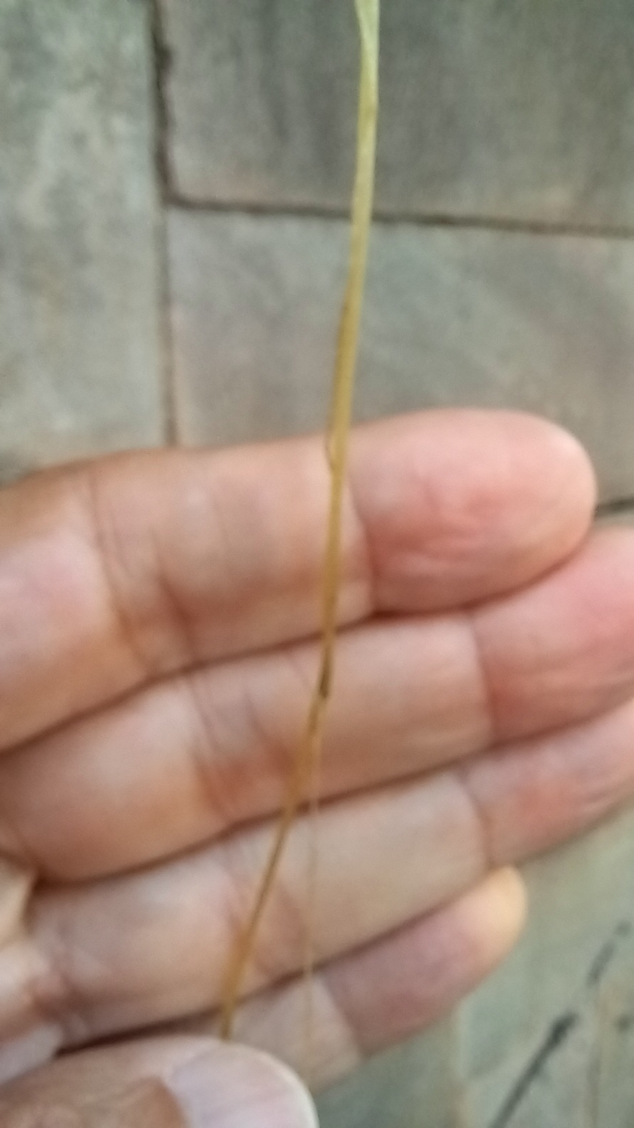Photo of Cuscuta (5/5)