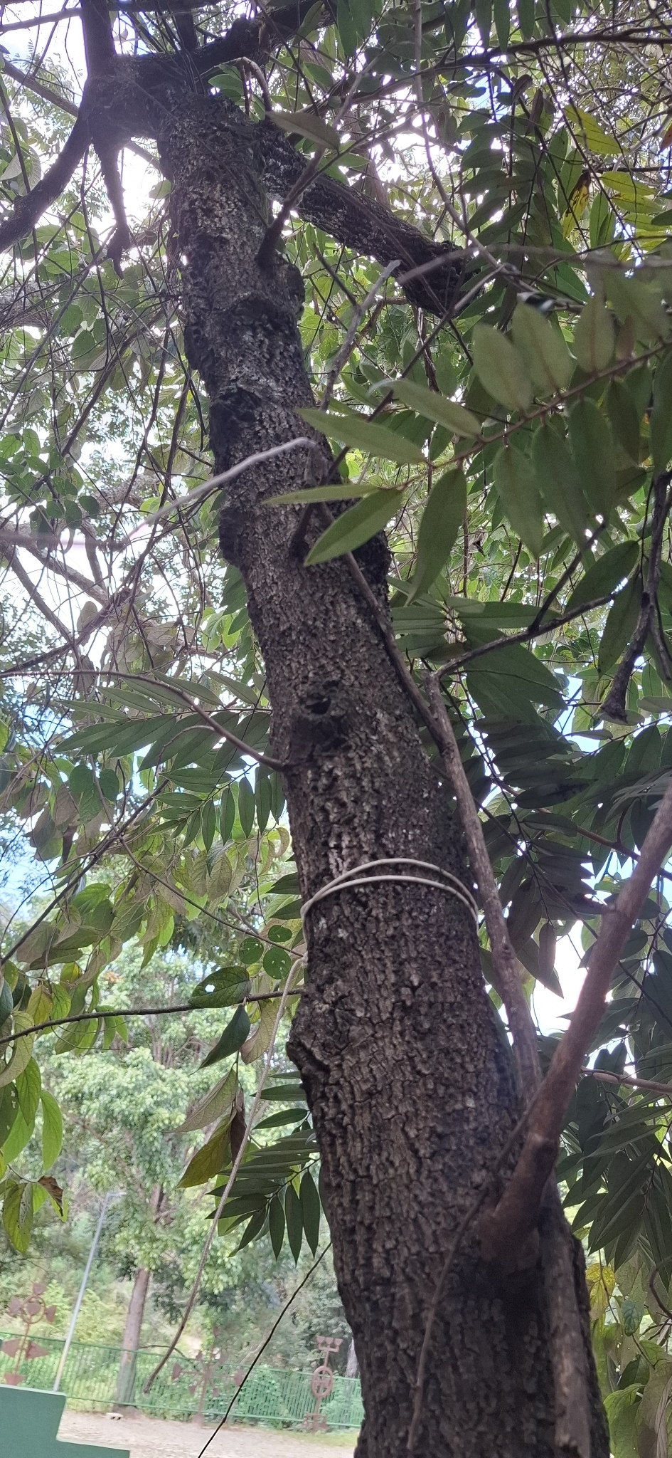 Photo of Xylopia aromatica (5/8)