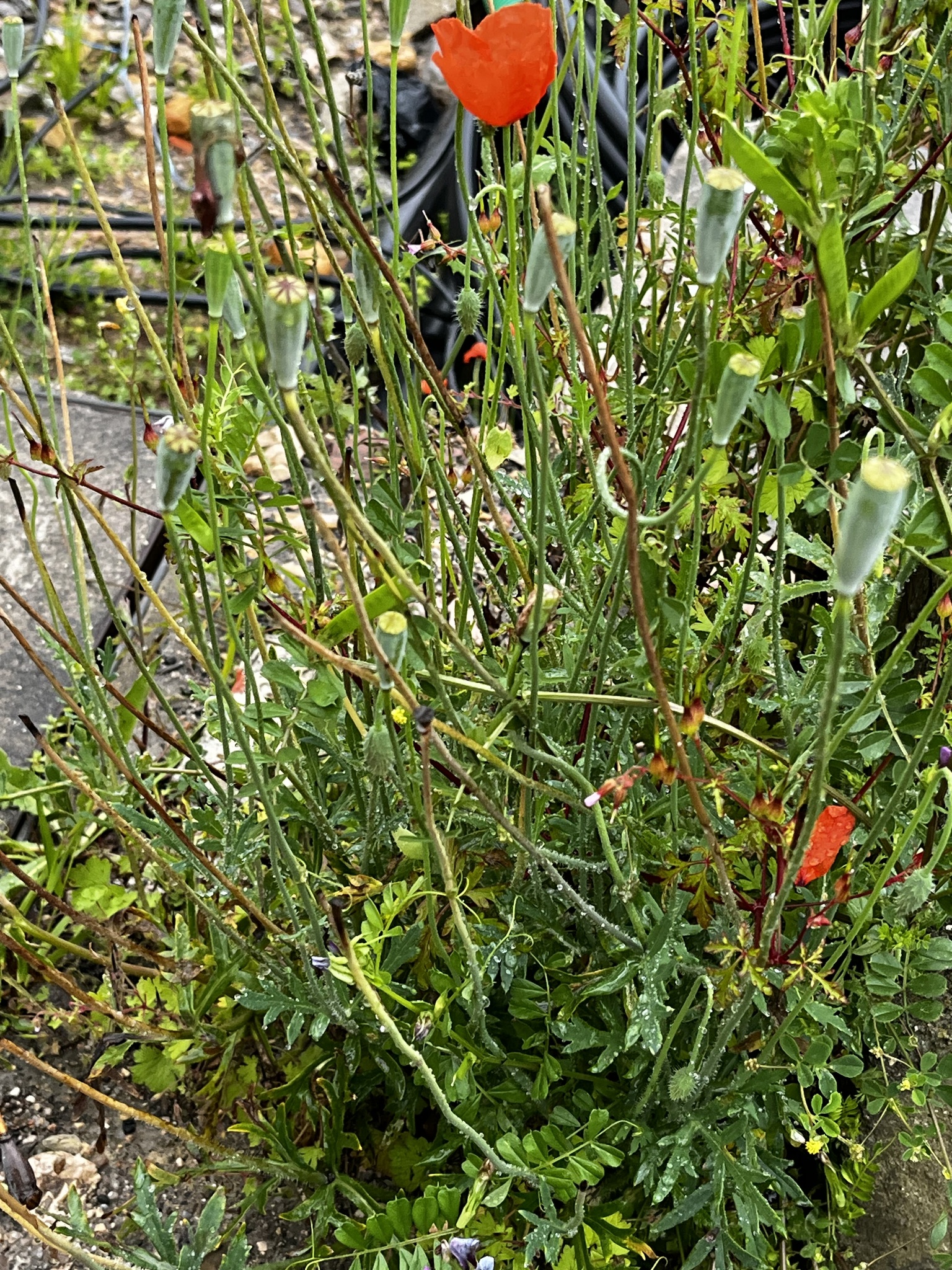 Photo of Long-headed poppy (1/12)