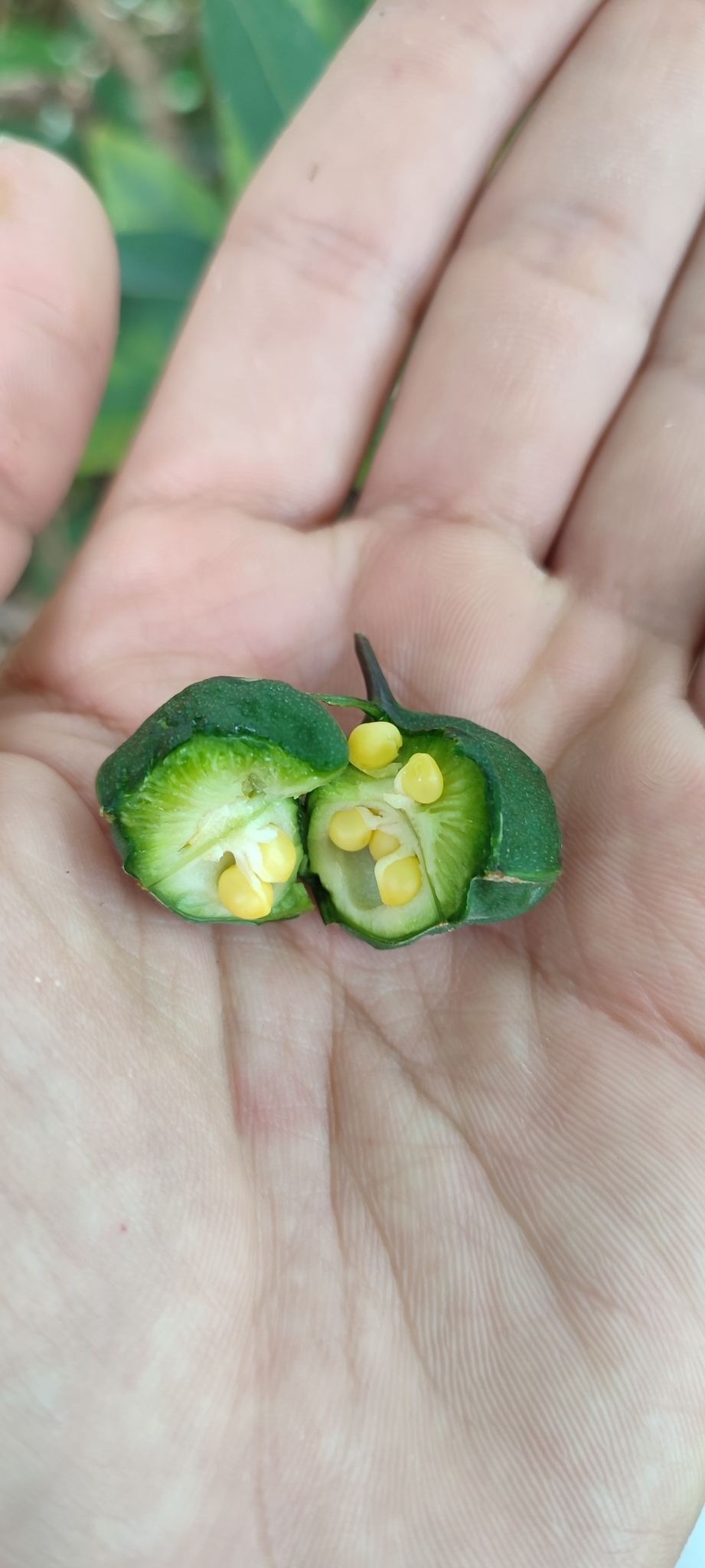 Photo of salsilla (4/12)
