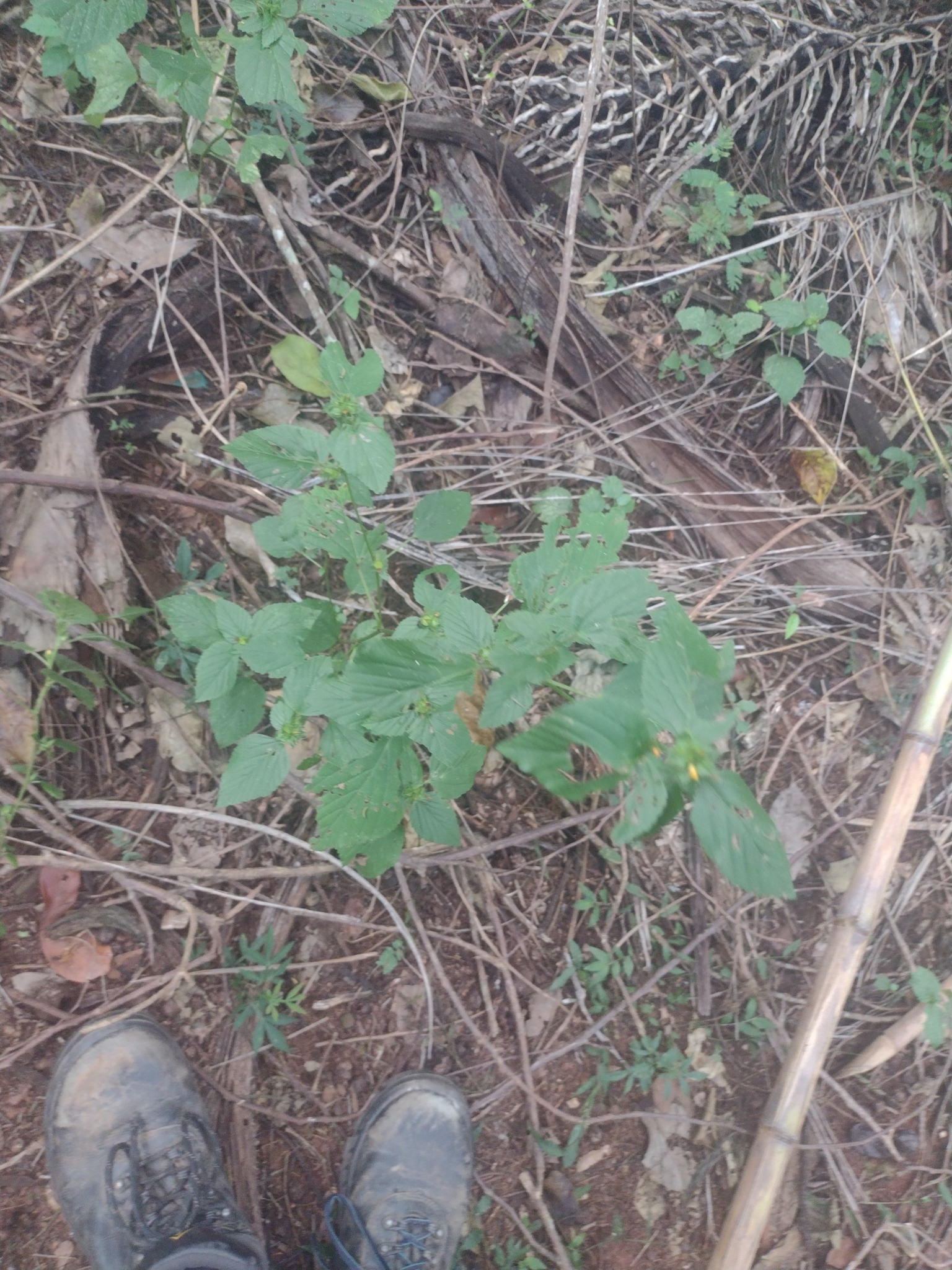 Photo of Nodeweed (7/12)