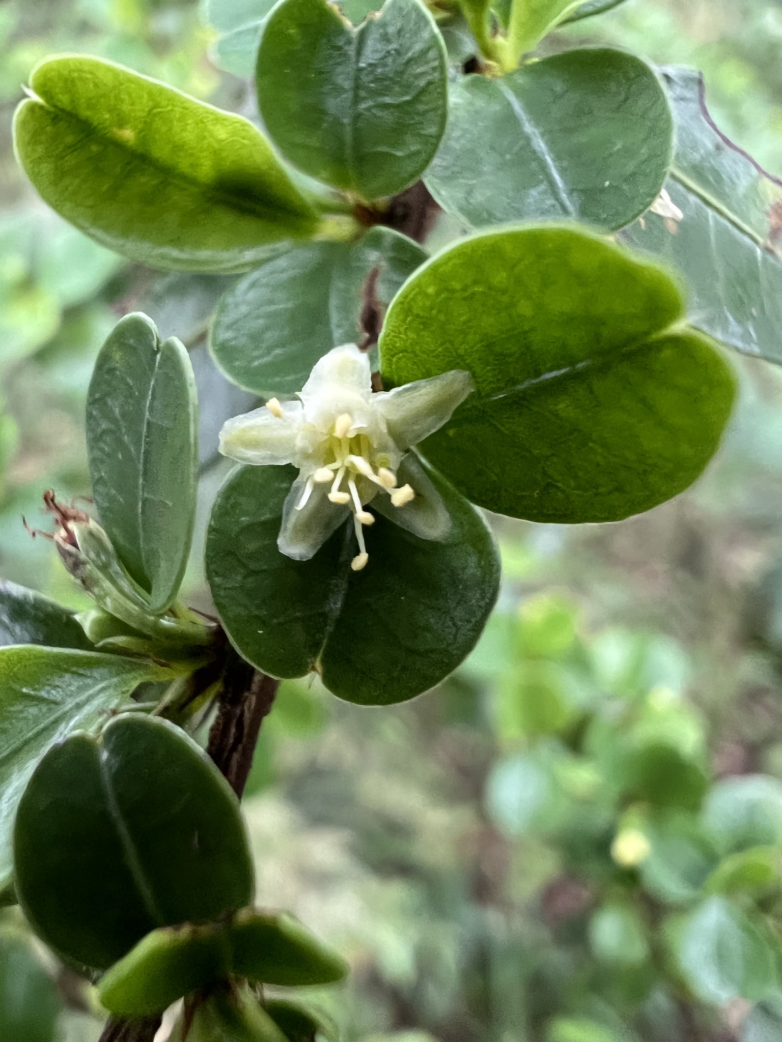 Photo of Erythroxylum (2/8)