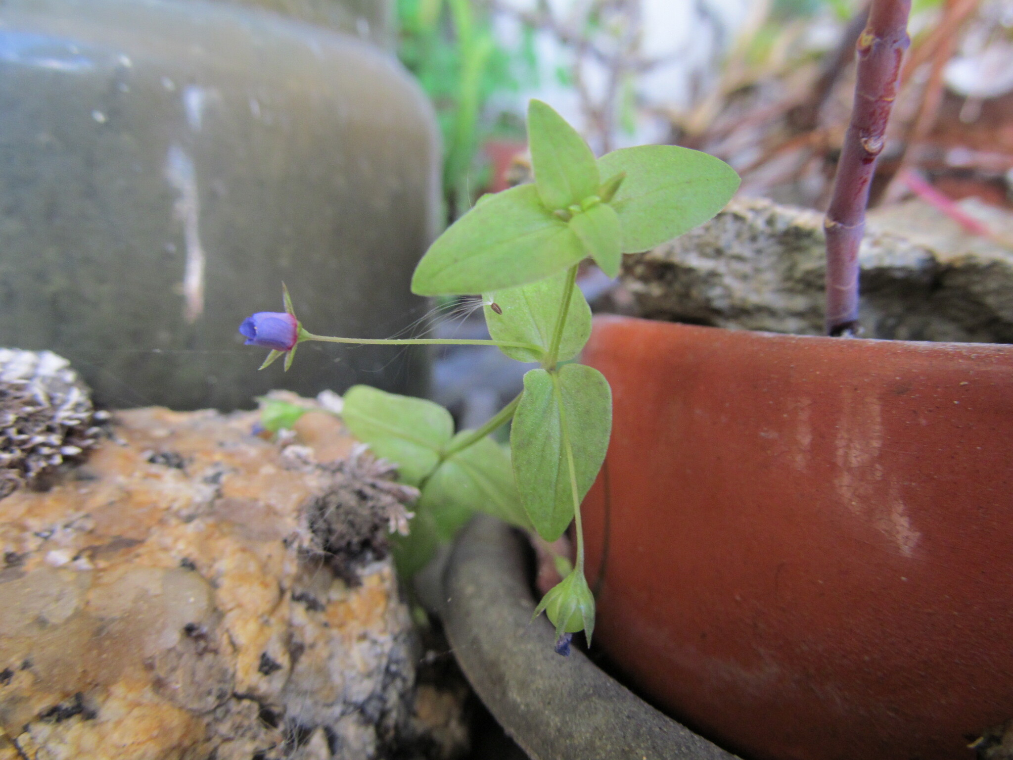 Photo of Blue Scarlet Pimpernel (3/12)