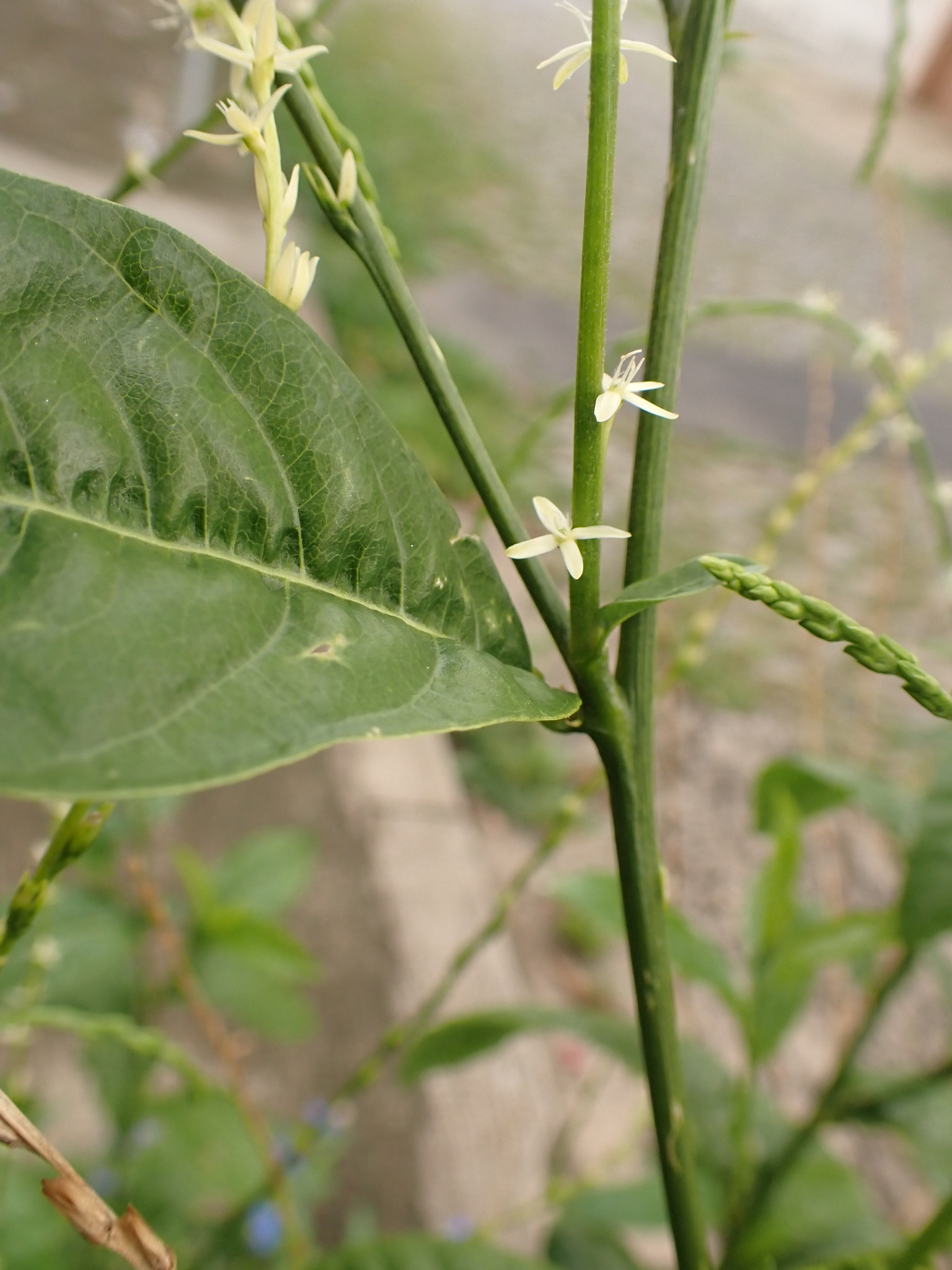 Photo of Guinea Hen Weed (7/7)