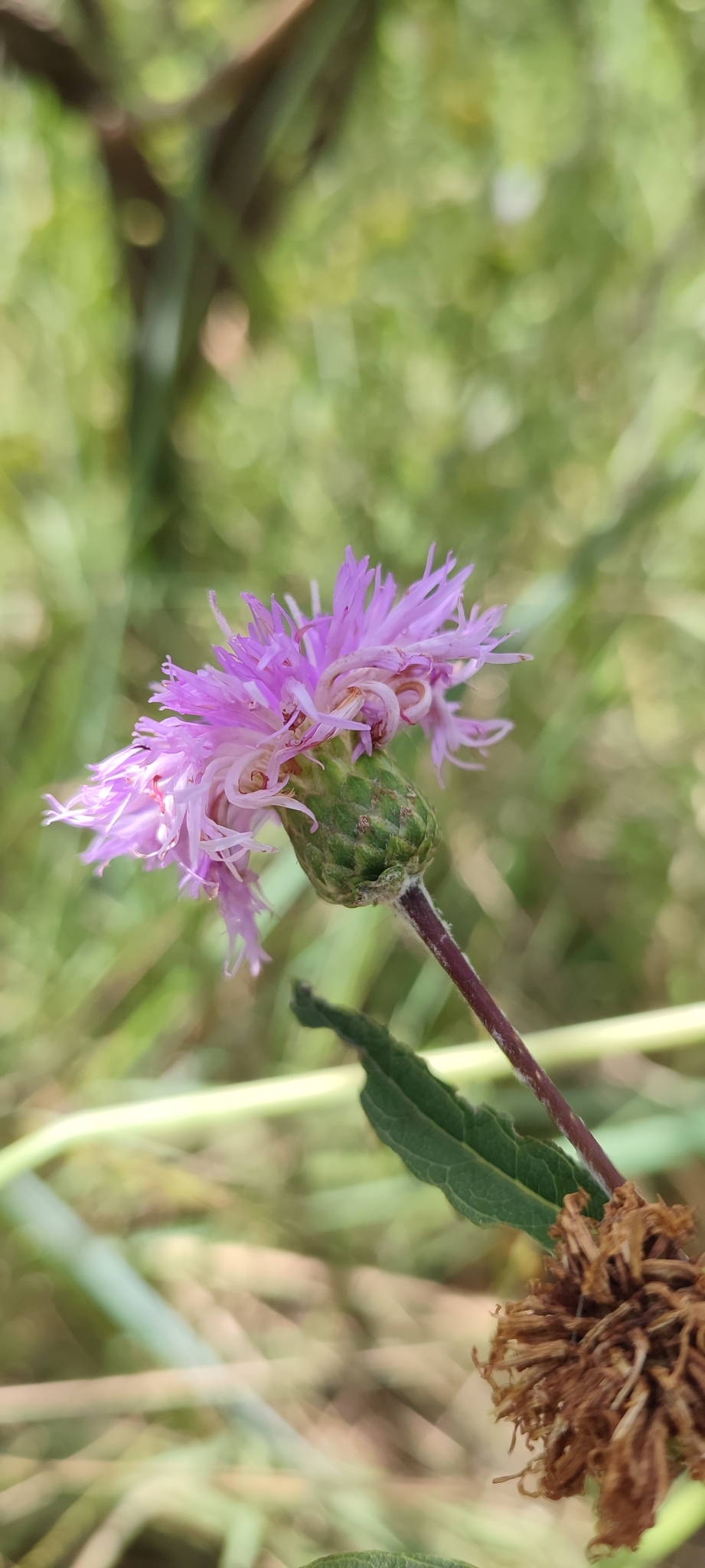 Photo of Lessingianthus coriaceus (6/8)