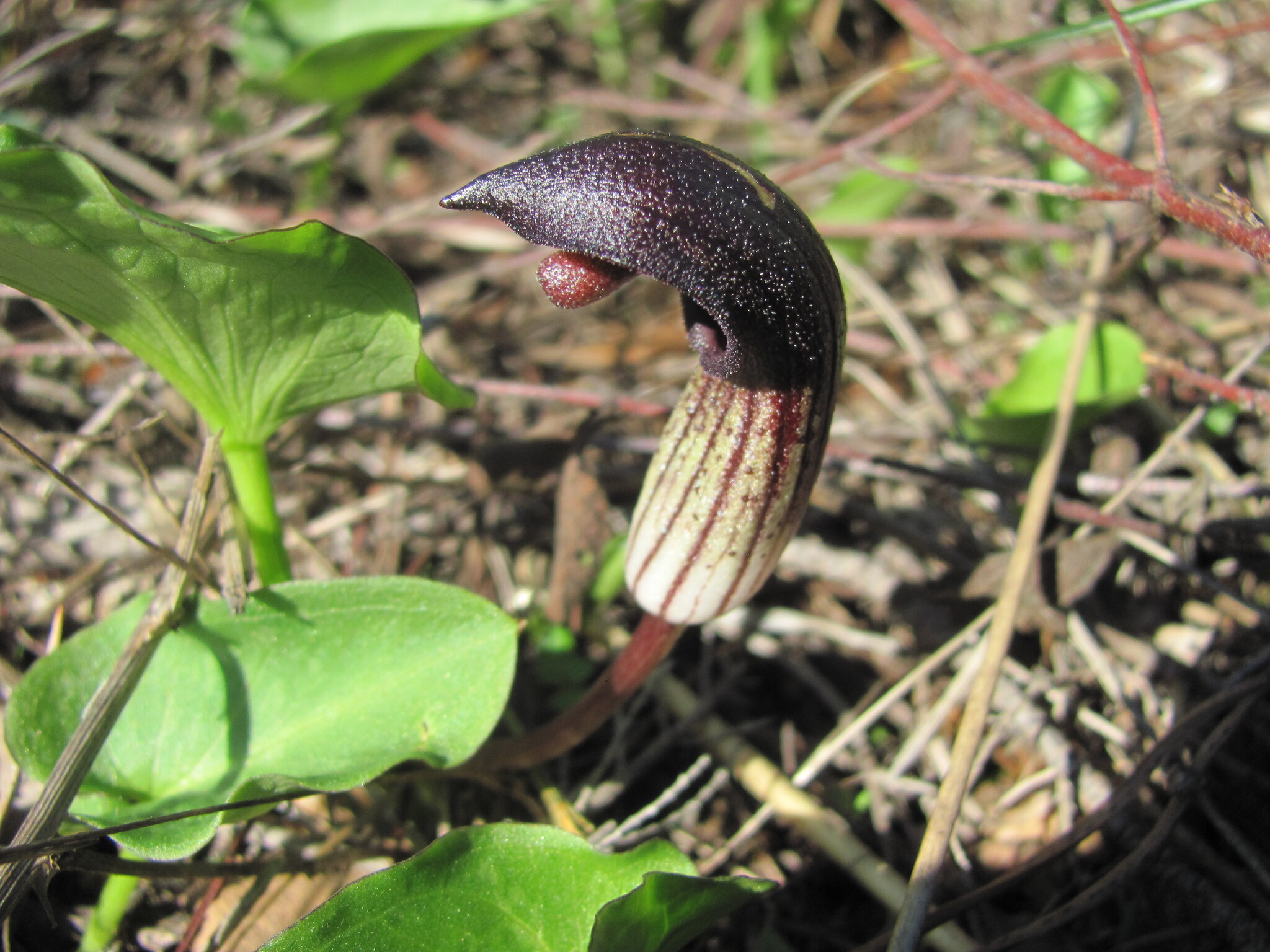 Photo of Arisarum simorrhinum (11/12)