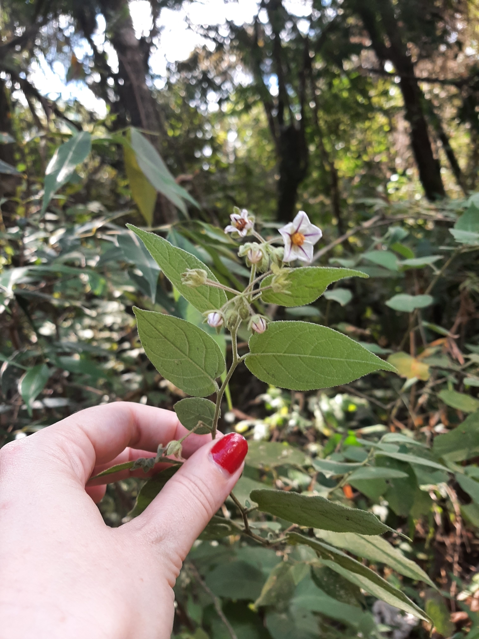 Photo of Solanum didymum (8/8)