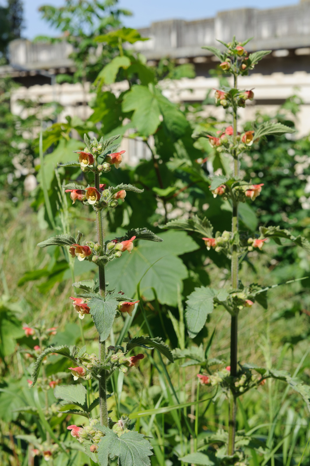 Photo of Scrophularia grandiflora (2/12)