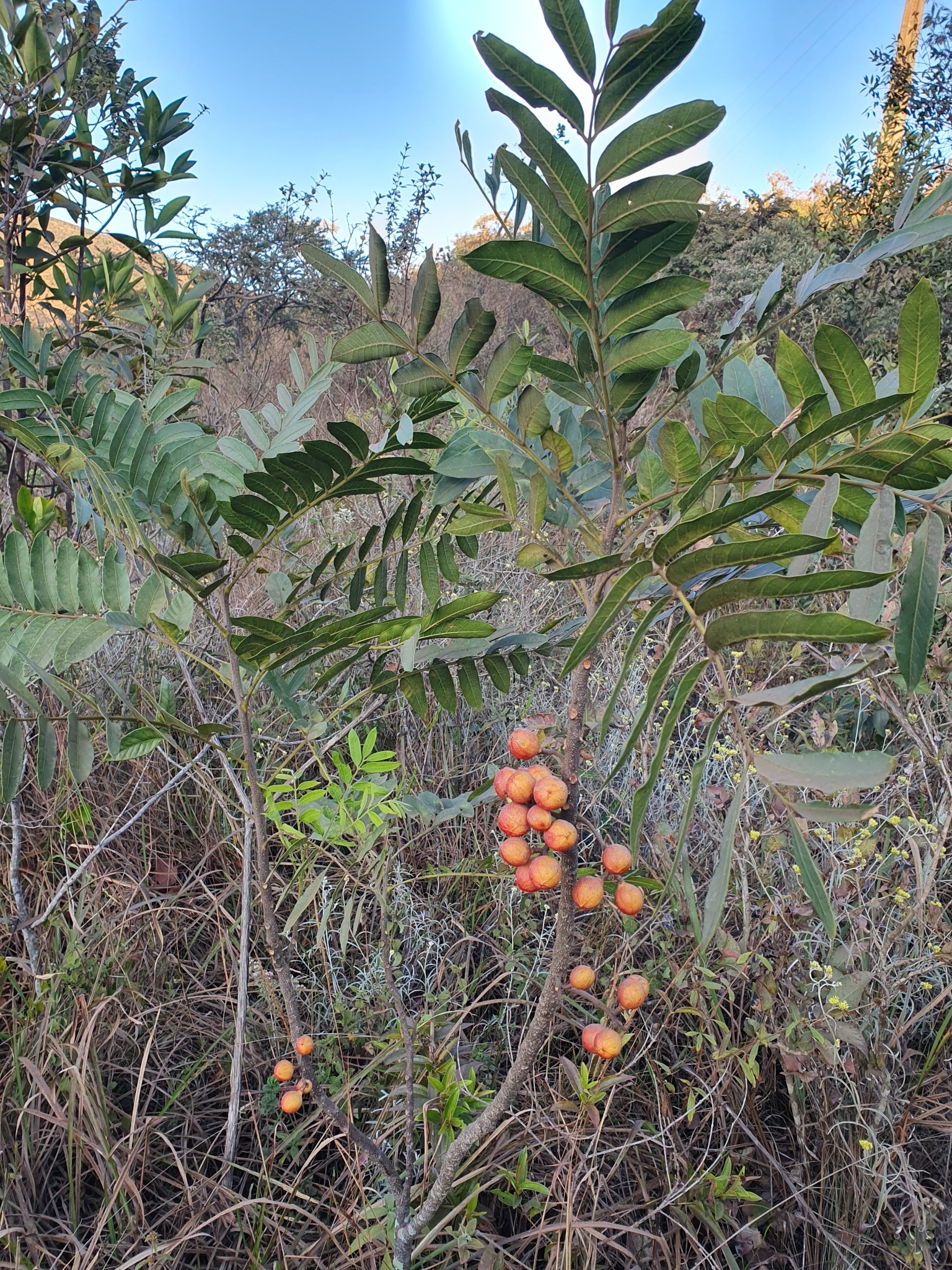 Photo of Cabralea canjerana (2/12)