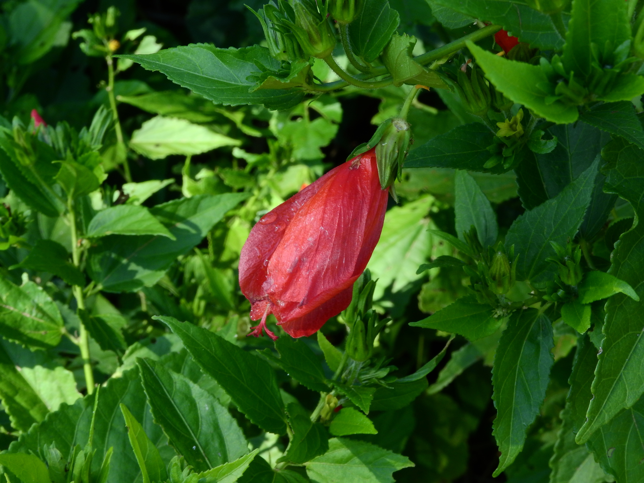 Photo of Sleeping Hibiscus (5/6)