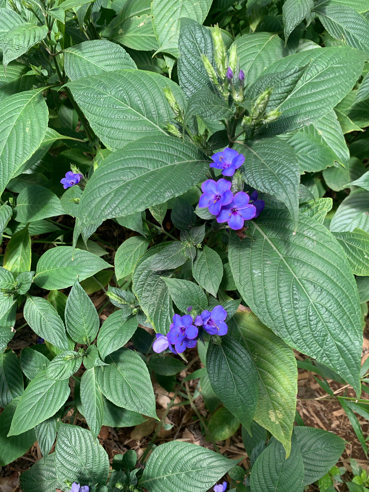Photo of Blue Eranthemum (4/6)
