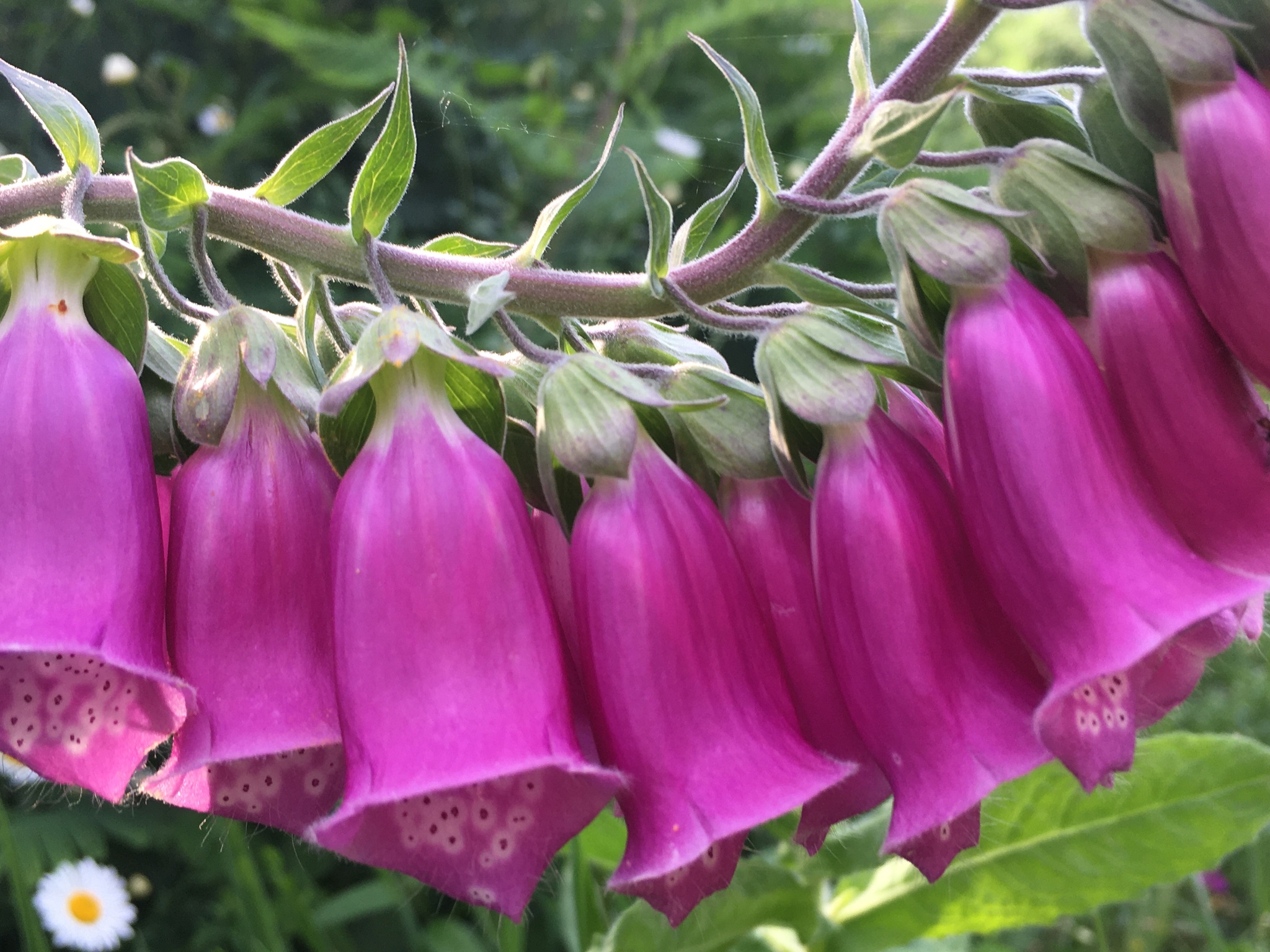 Photo of purple foxglove (11/12)