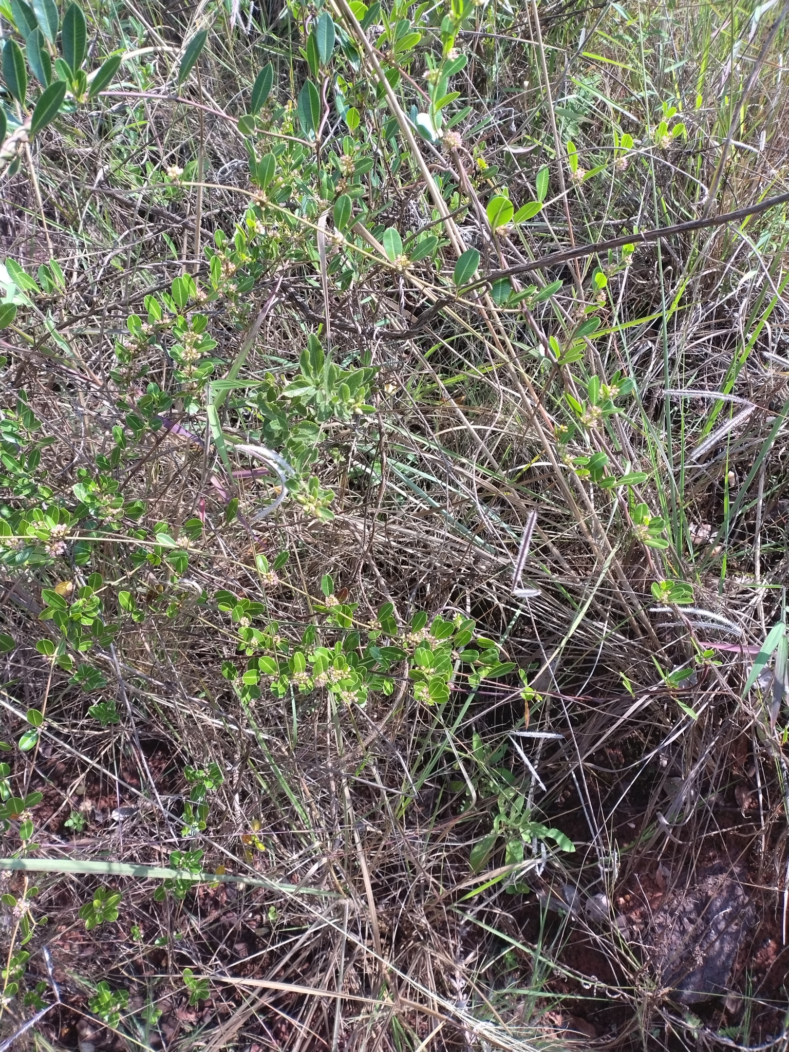 Photo of Ditassa retusa (4/5)