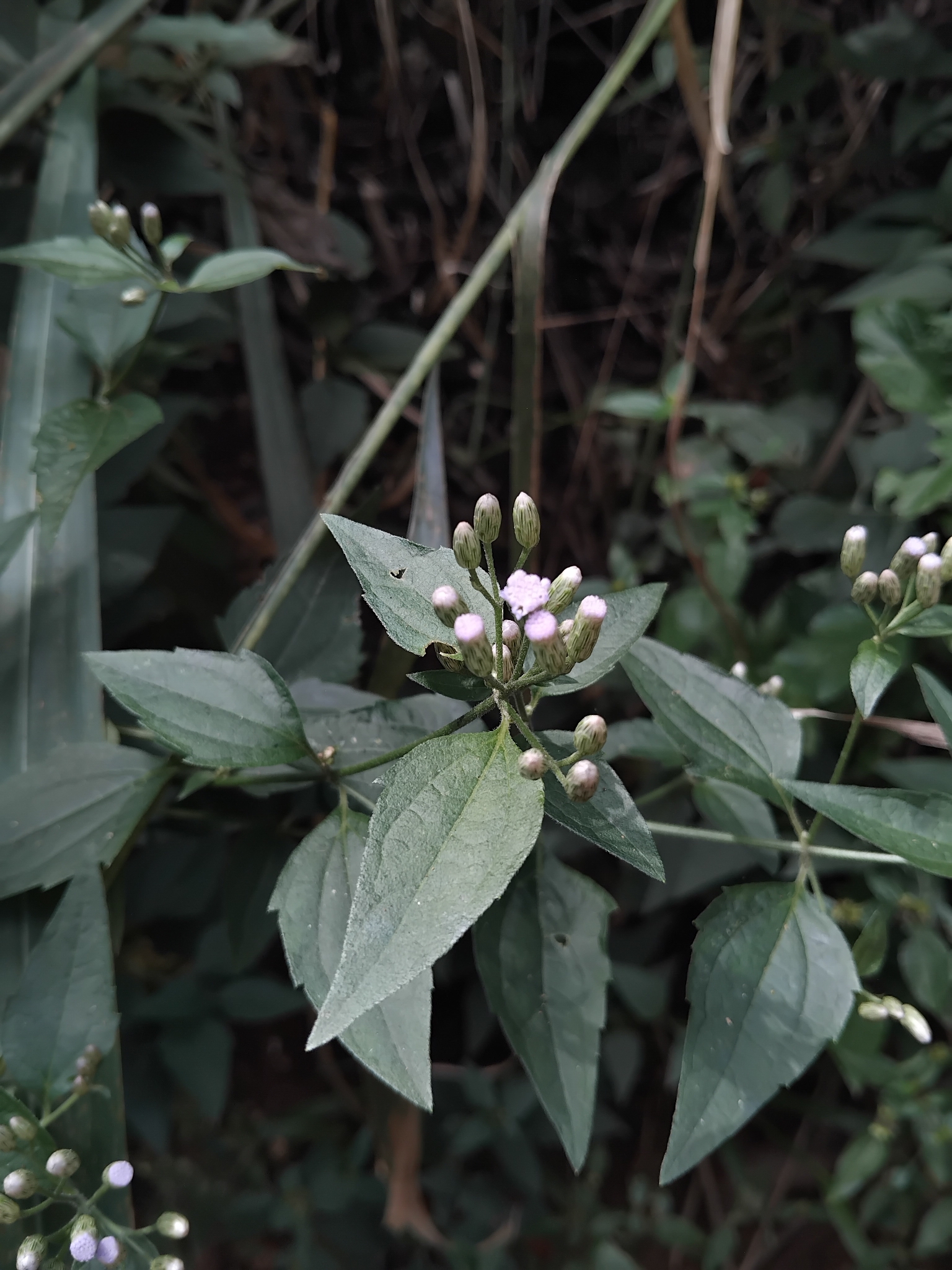 Photo of Siam weed (4/9)