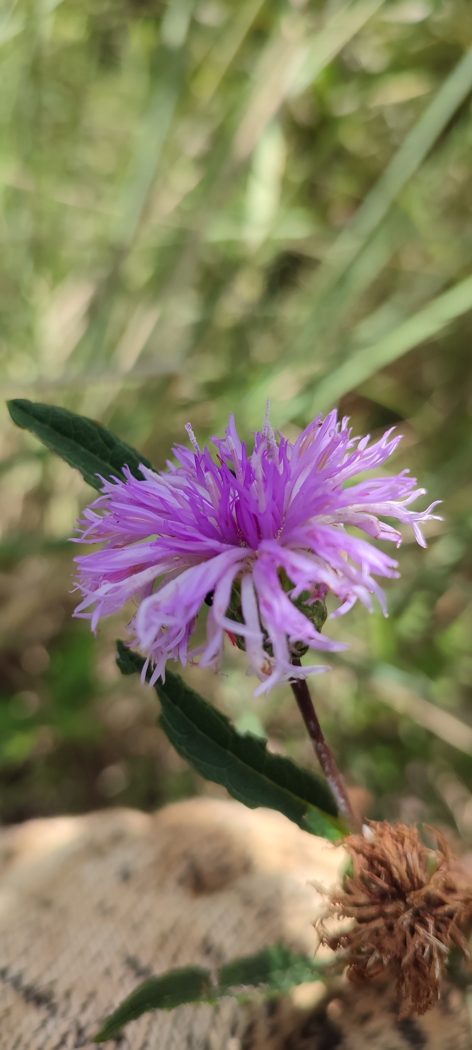 Photo of Lessingianthus coriaceus (1/8)