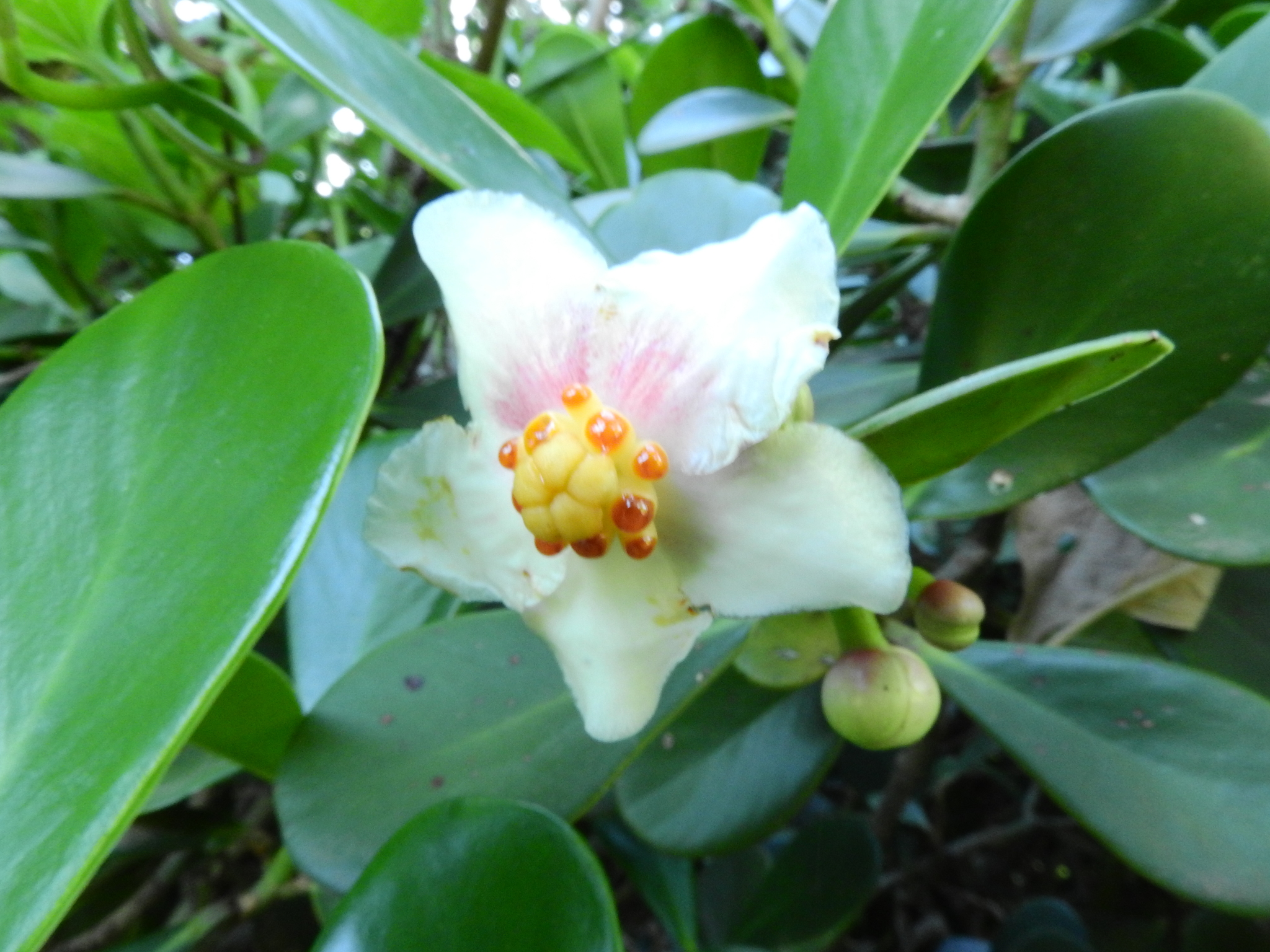Photo of Clusia fluminensis (8/8)